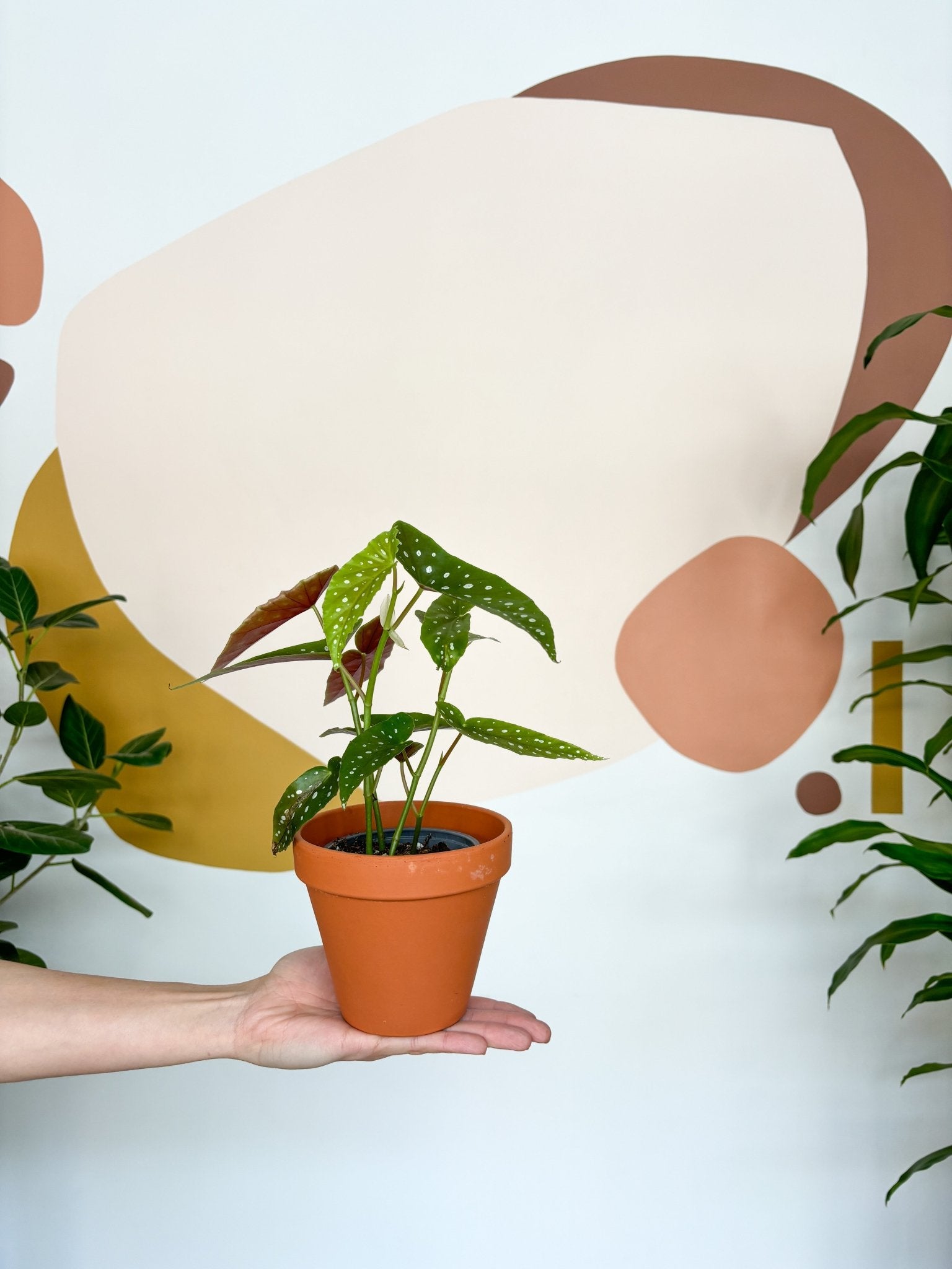 Nathaniel (Begonia) - Alma Plantes