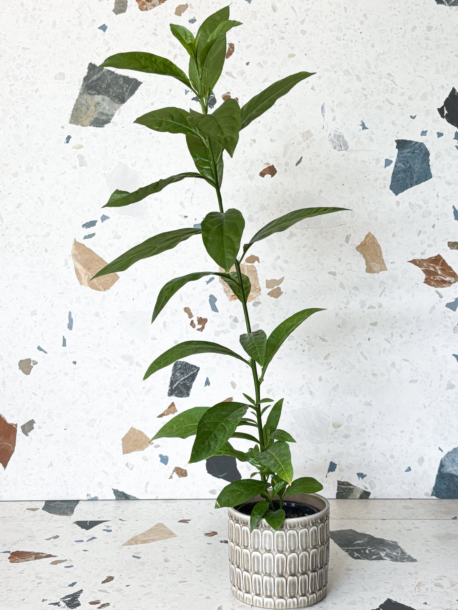 Nocturnum (Jasmin) - Alma Plantes