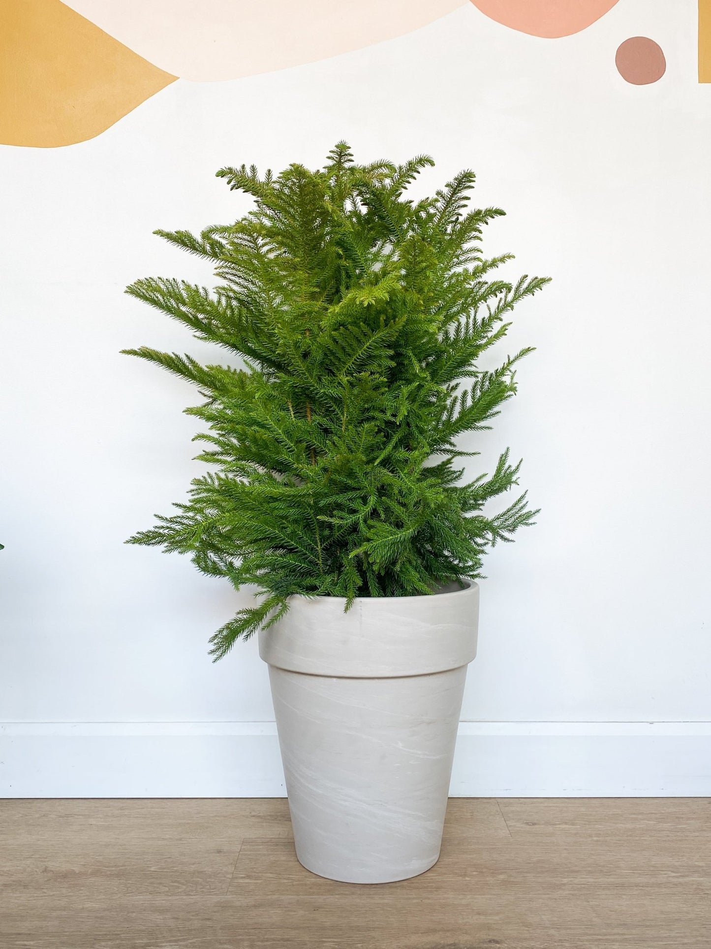 Normand (Pin Norfolk) - Alma Plantes