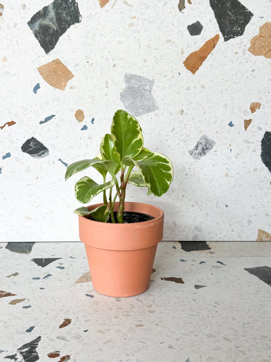 Olga (Peperomia) - Alma Plantes