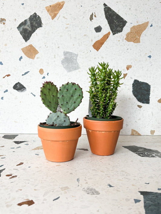 Opuntia (Cactus) - Alma Plantes