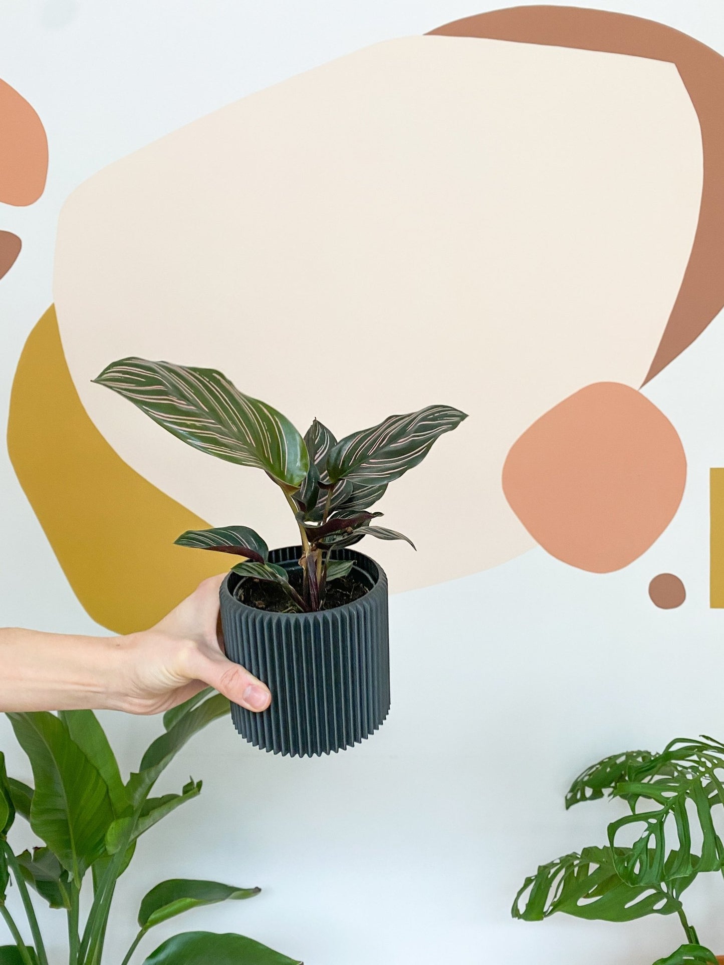 Orélie (Calathea) - Alma Plantes