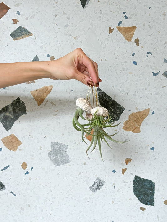 Ornement en coquillage (Tillandsia) - Alma Plantes