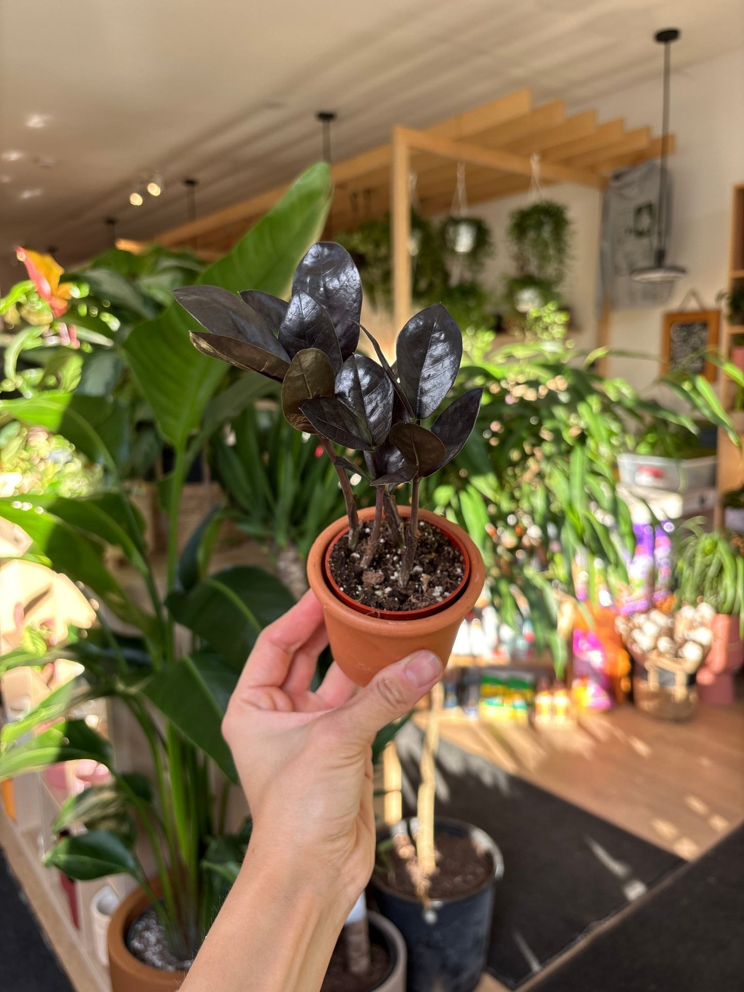 Oscuro (Zamioculcas) - Alma Plantes