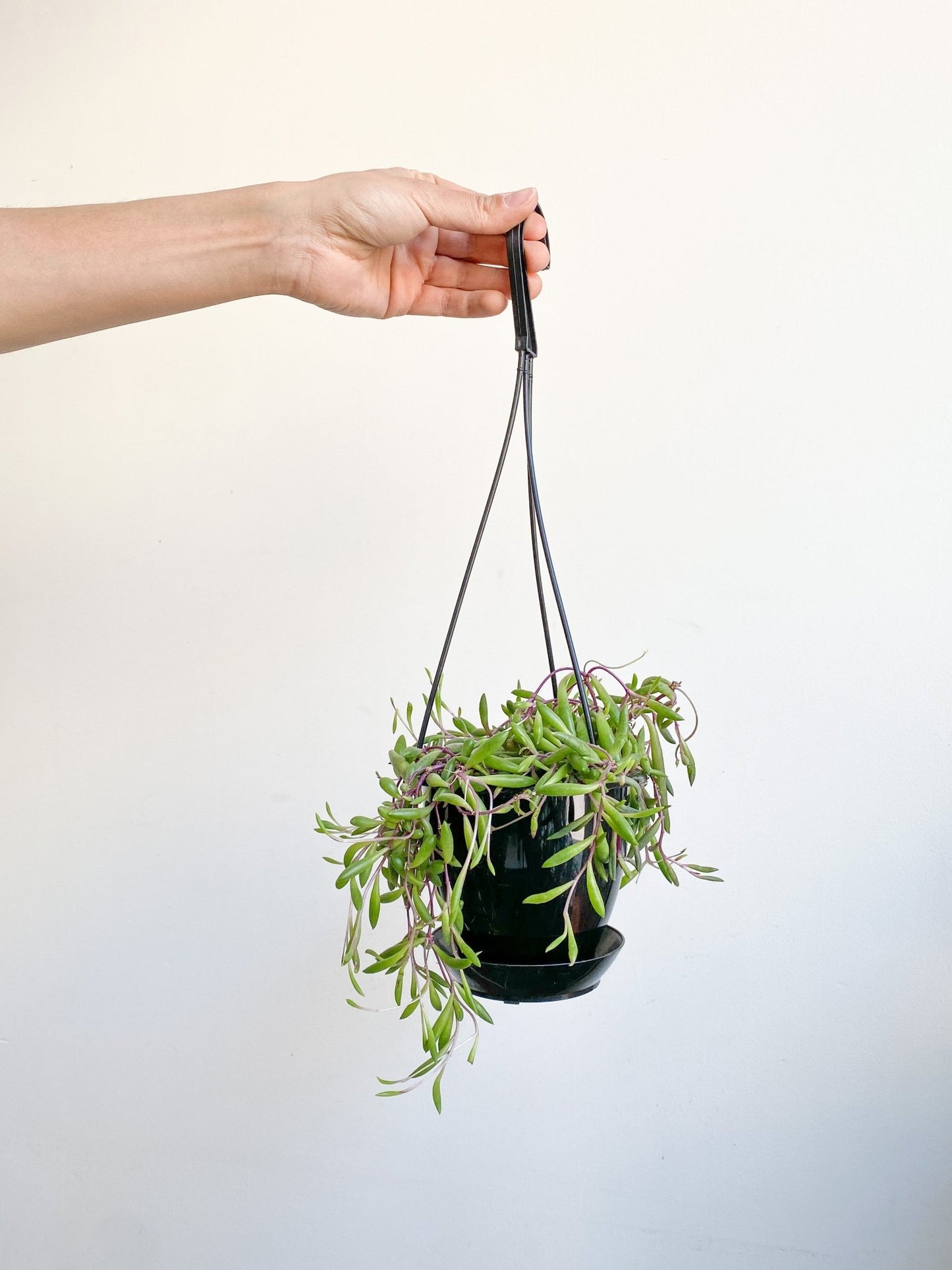 Othonna (Succulente) - Alma Plantes