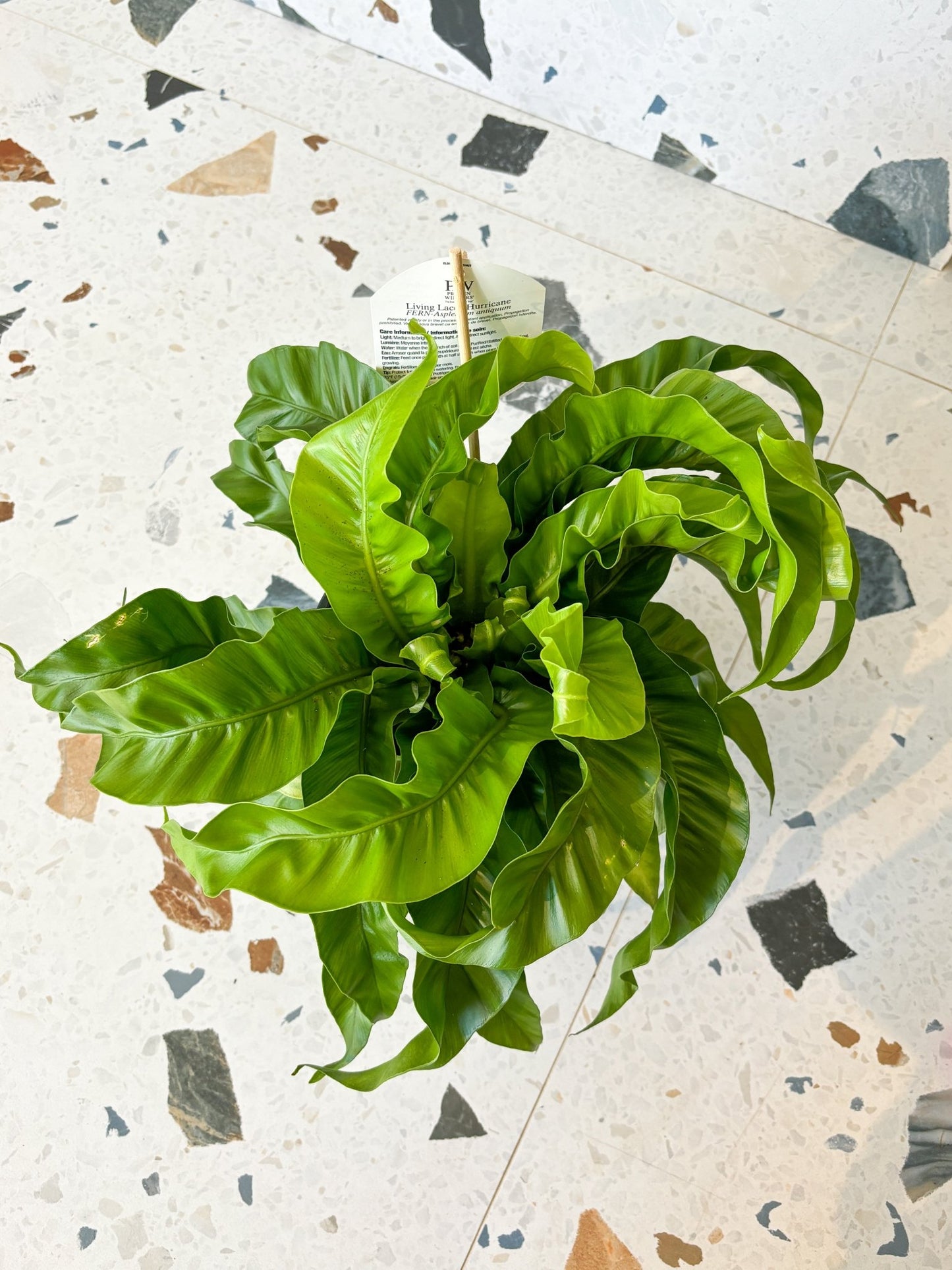 Ouragan (fougère) - Alma Plantes