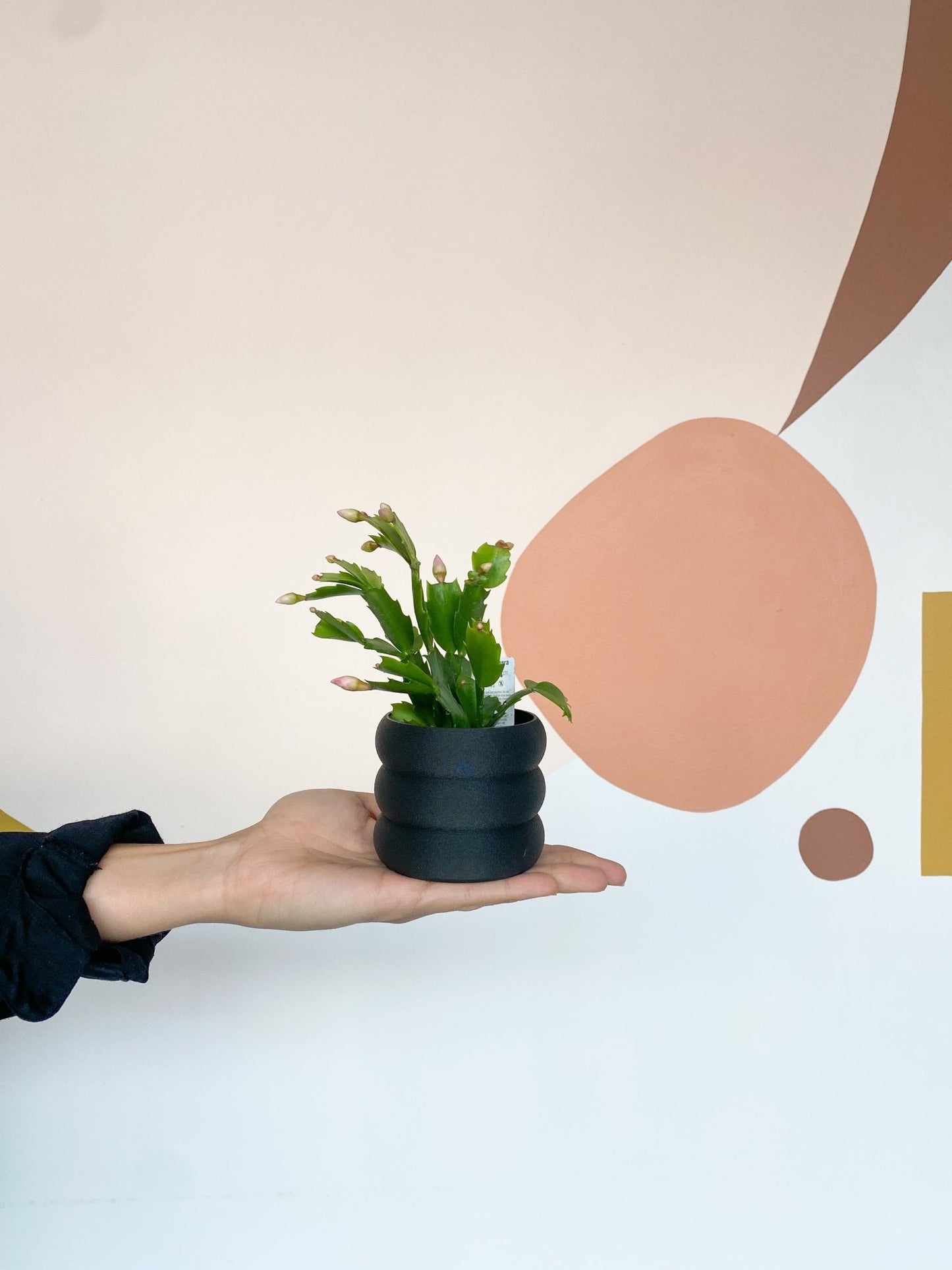 Pam (Schlumbergera) - Alma Plantes