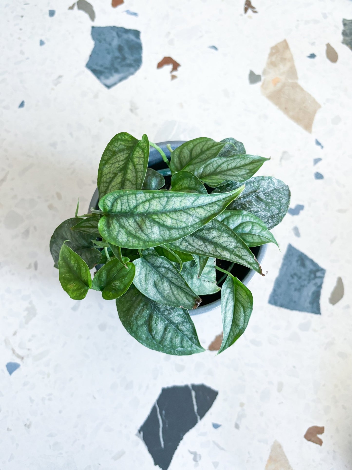 Pecana (Monstera) - Alma Plantes