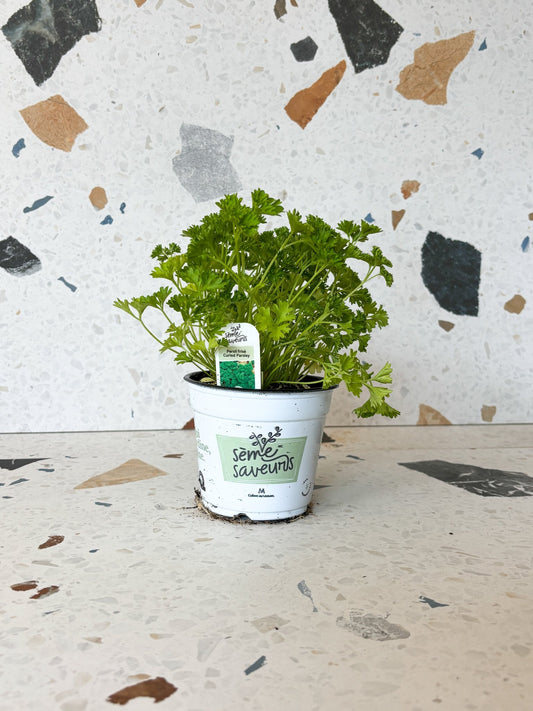 Persil frisé - Alma Plantes