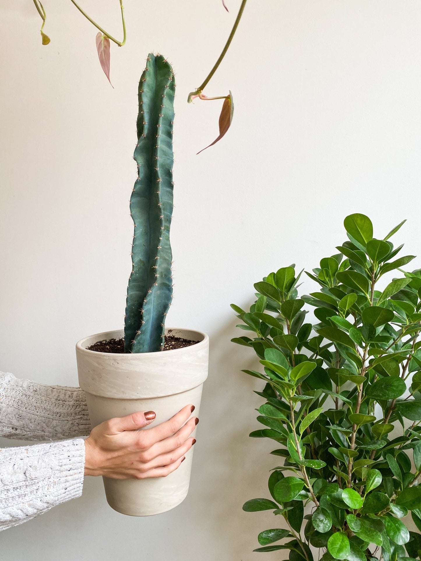 Perú (Cereus) - Alma Plantes