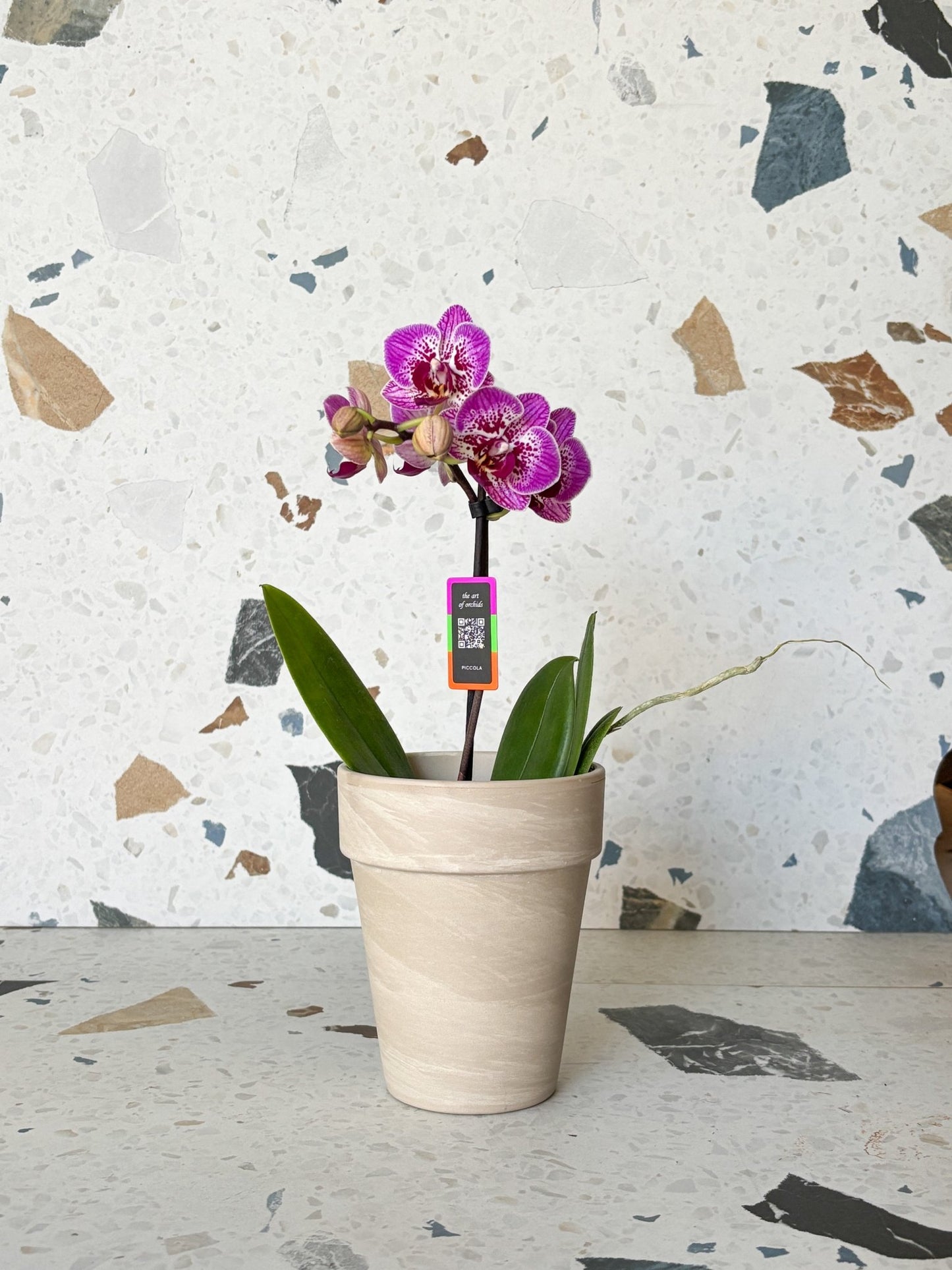 Piccola (Phalaenopsis) - Alma Plantes