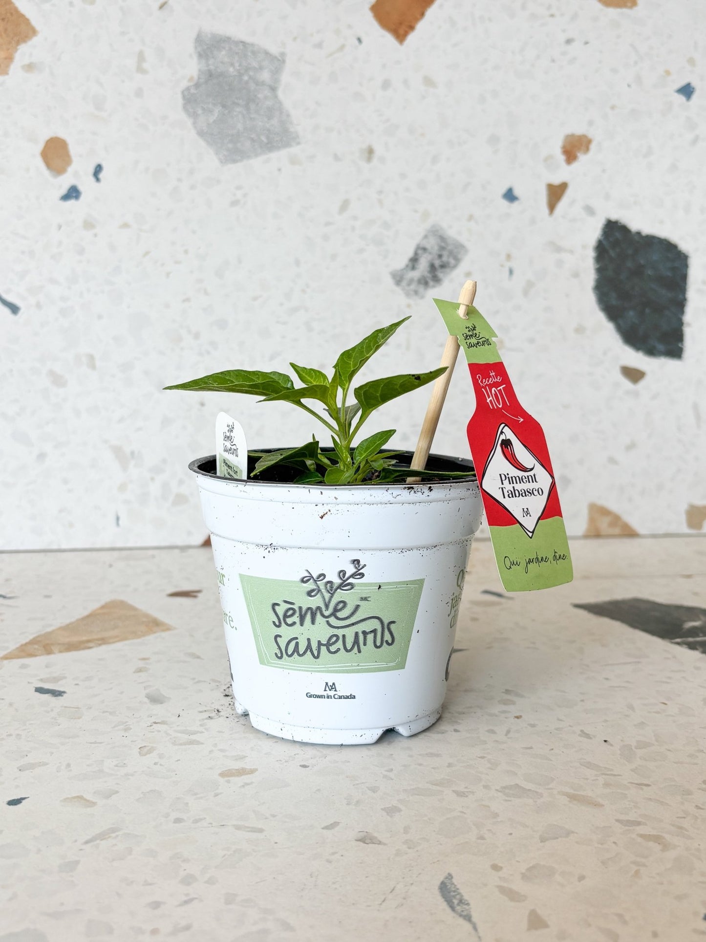 Piment Tabasco - Alma Plantes