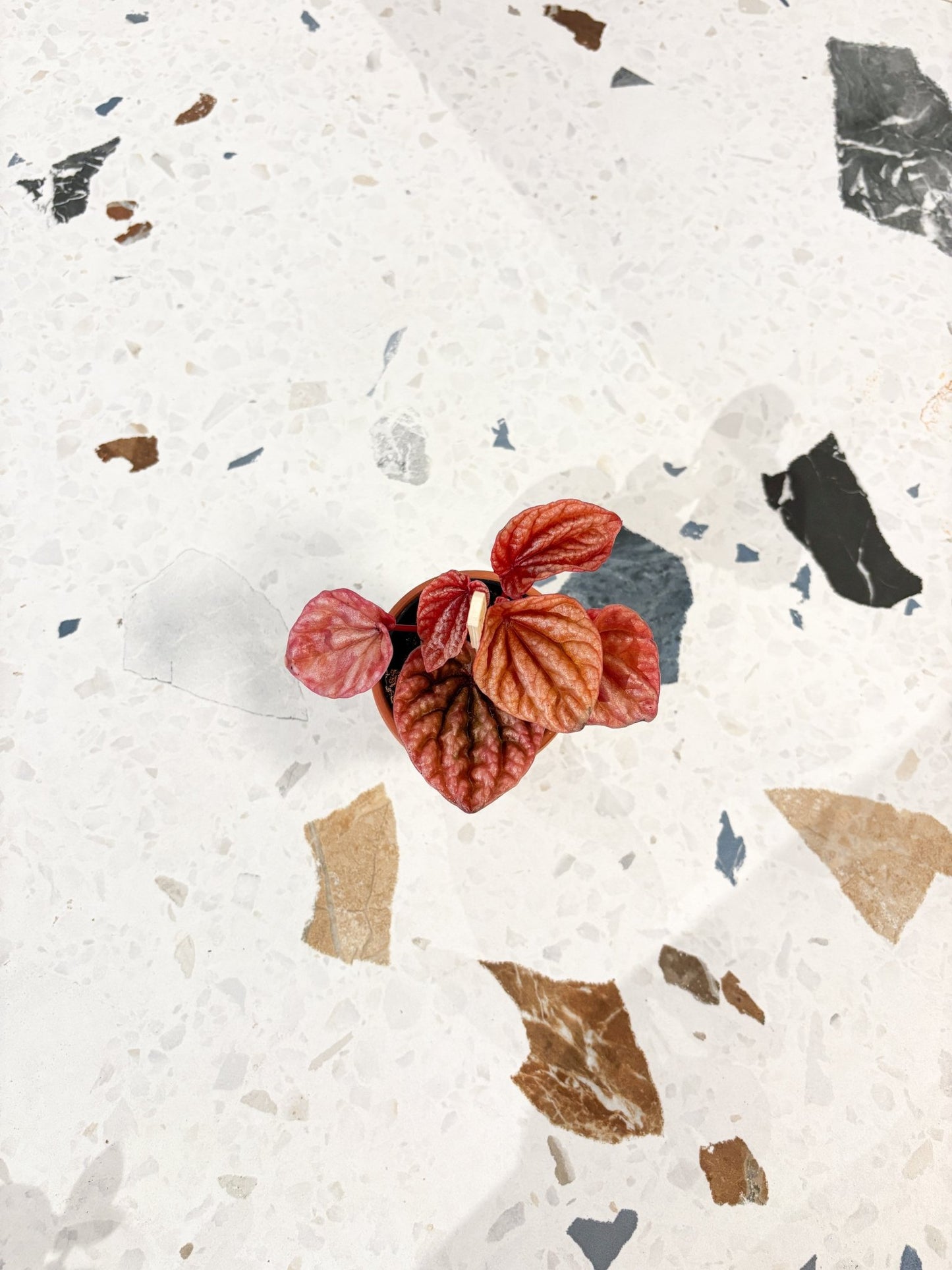 Pink Lady (Peperomia) - Alma Plantes