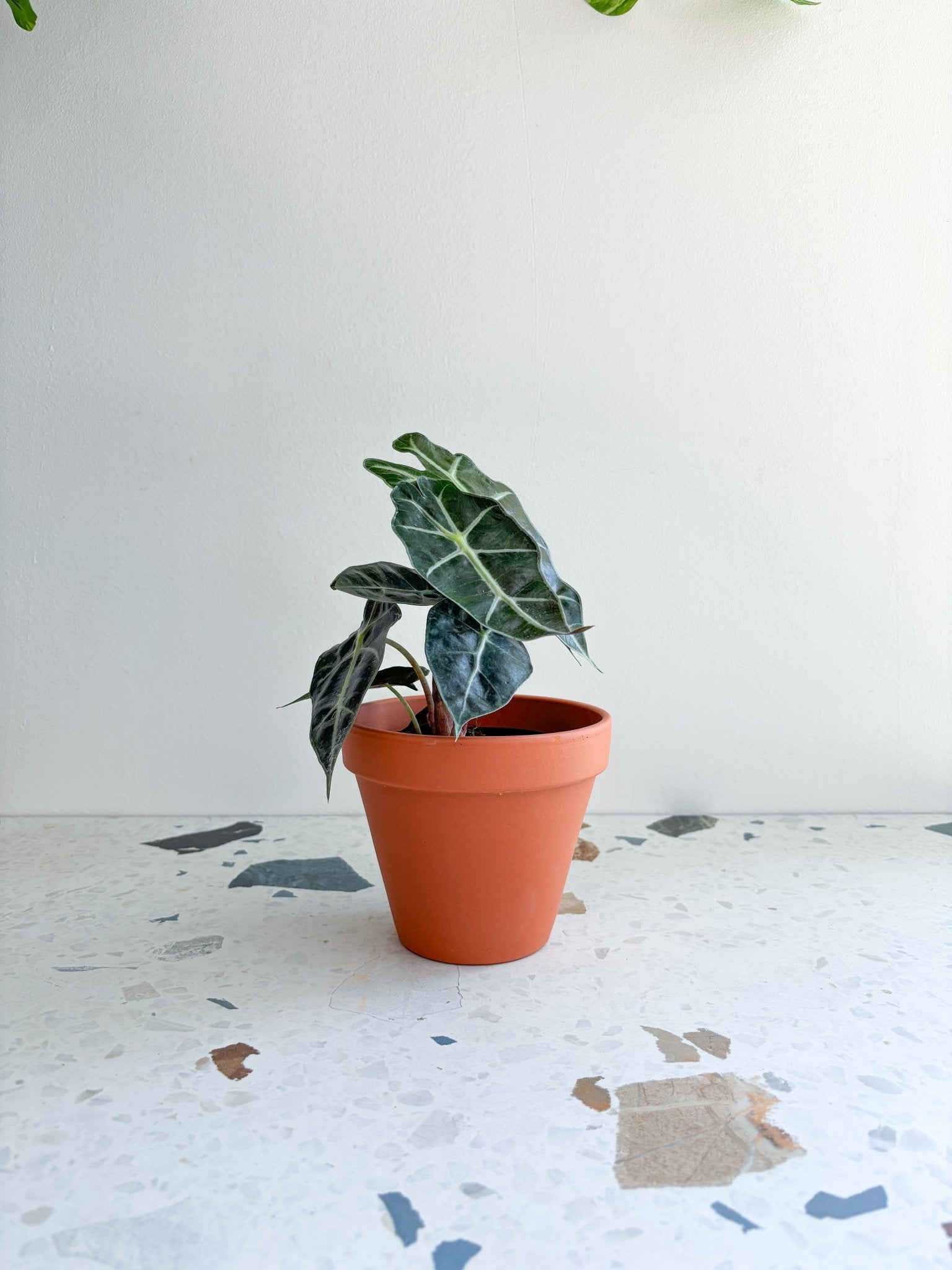 Polly (Alocasia) - Alma Plantes
