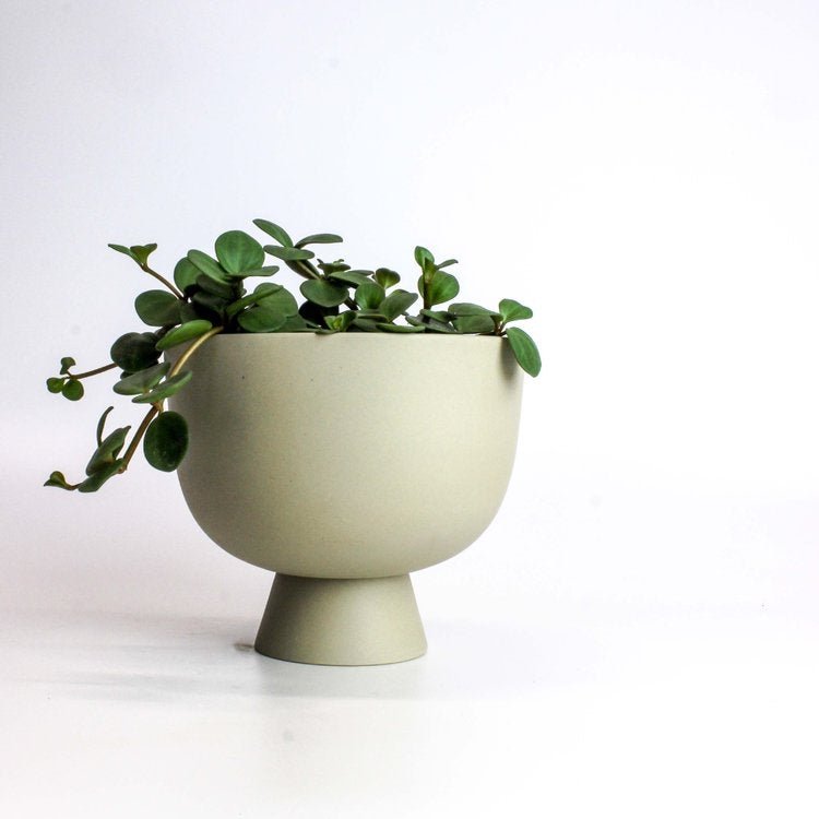 pot Alex - Alma Plantes