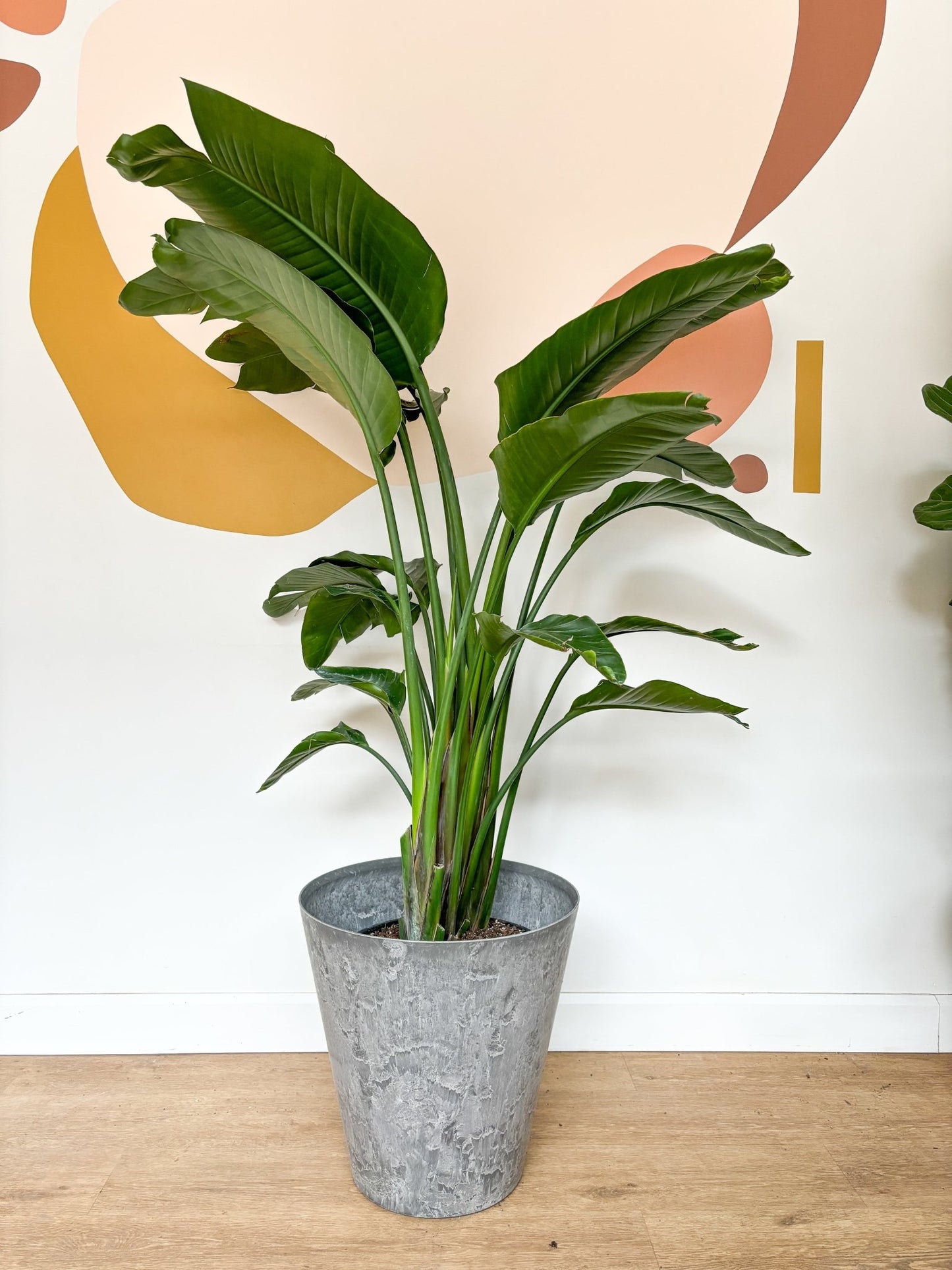 Pot artstone claire - Alma Plantes