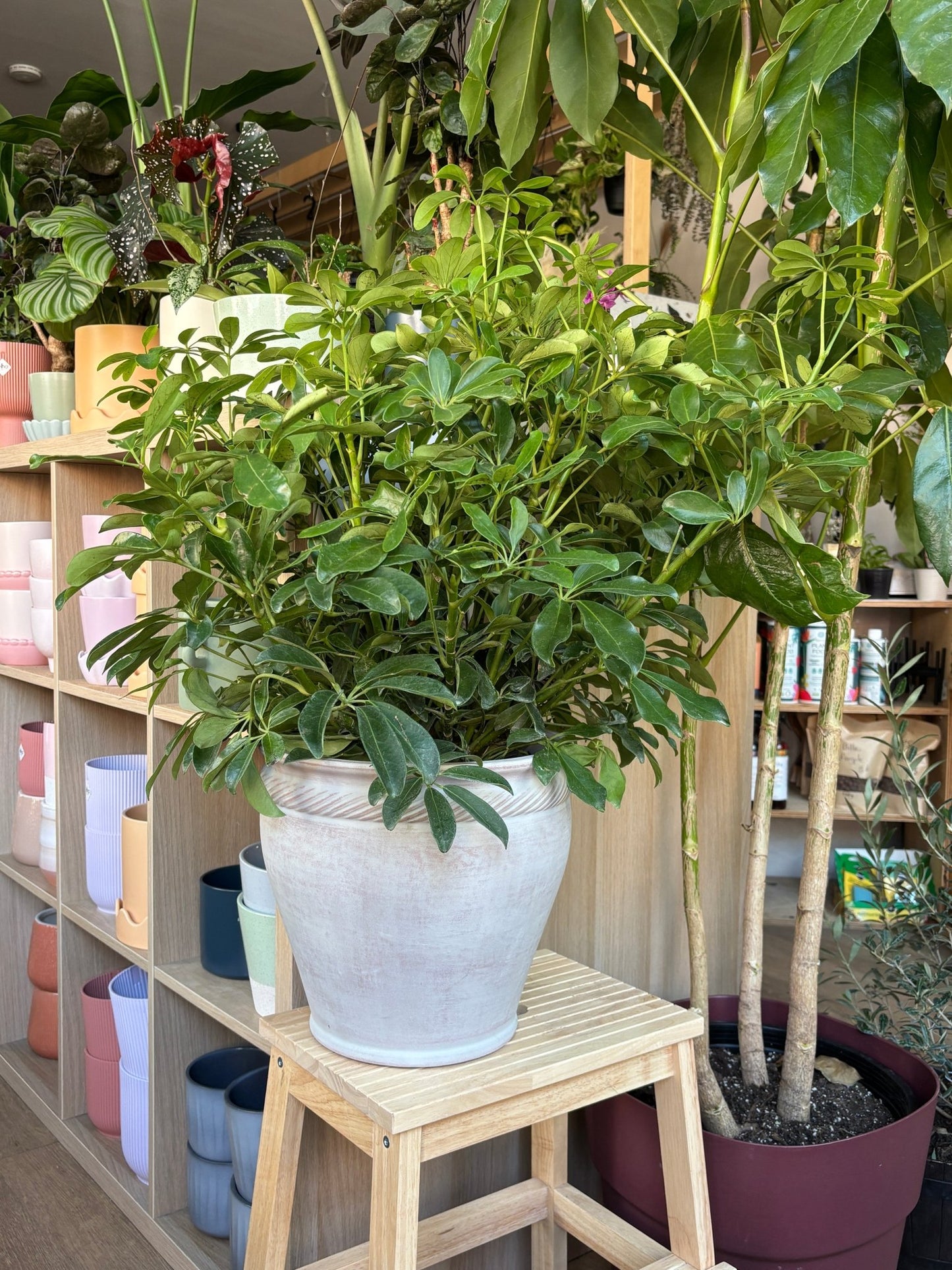 Pot Cabane Rope - Alma Plantes