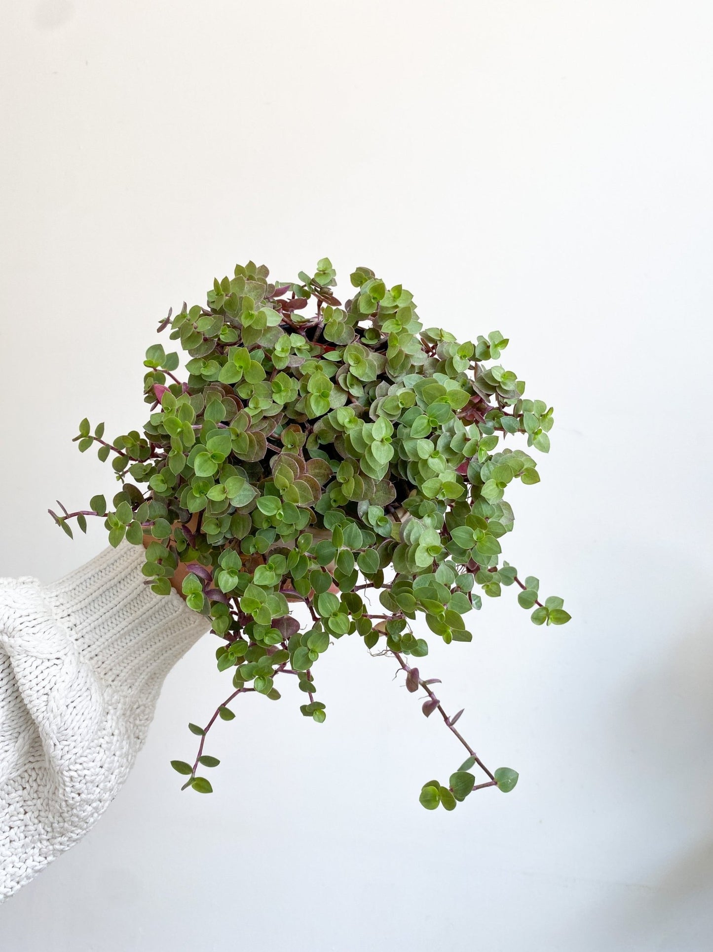 Rea (Callisia) - Alma Plantes