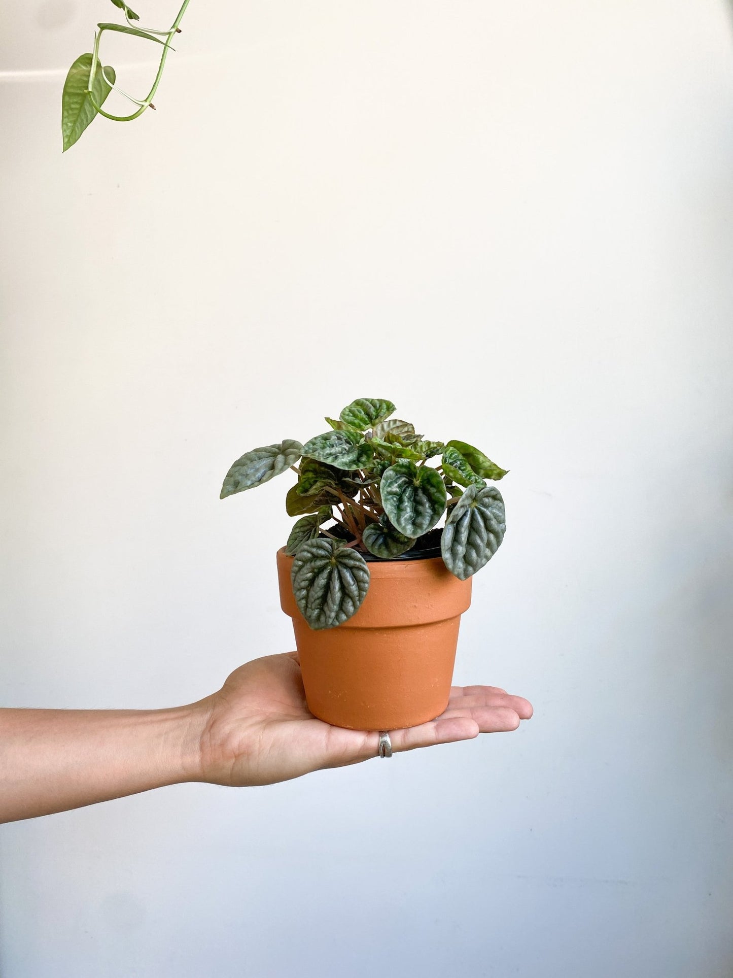 Ripple (Peperomia) - Alma Plantes