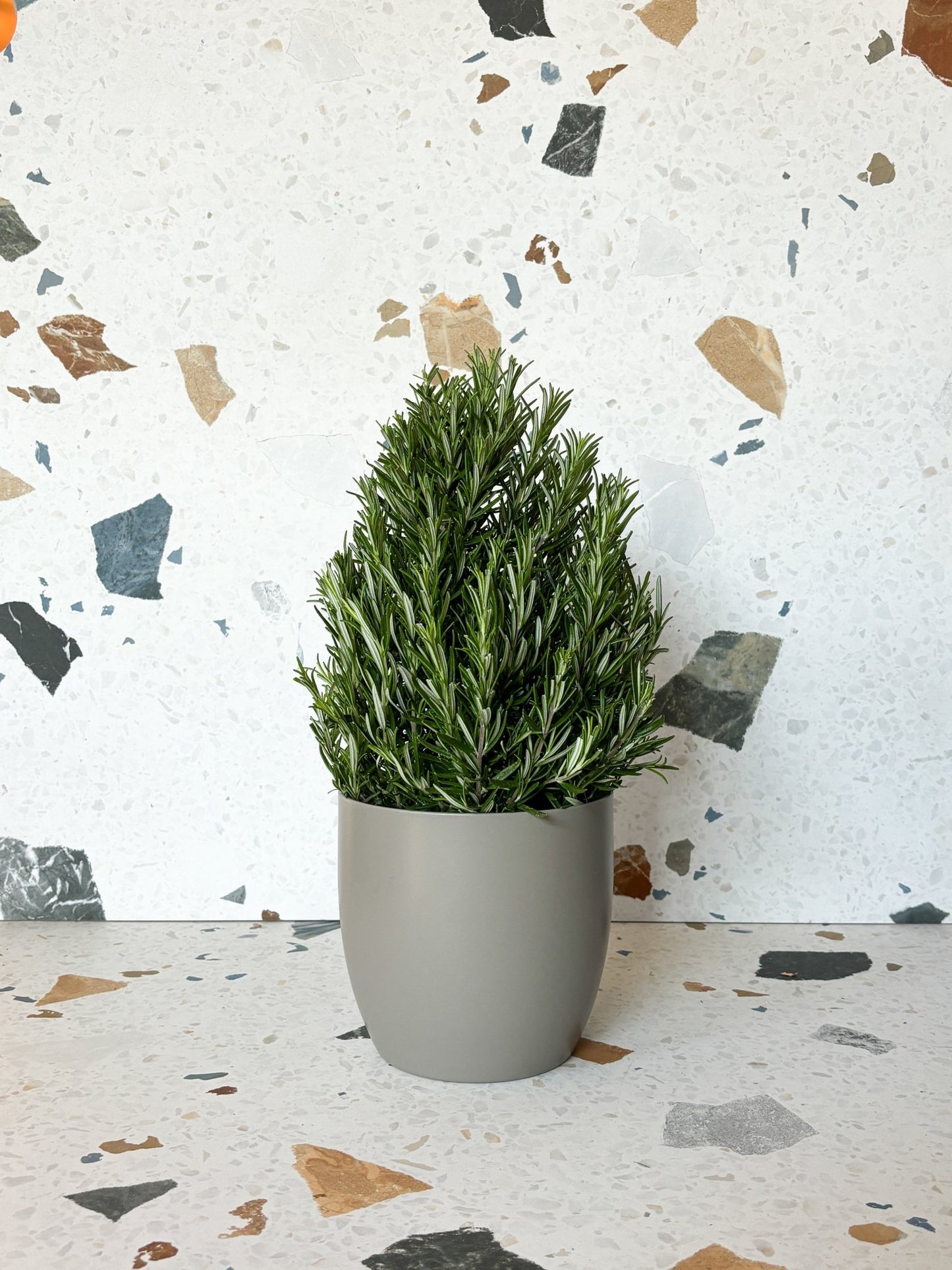 Rosemarie (Romarin) - Alma Plantes