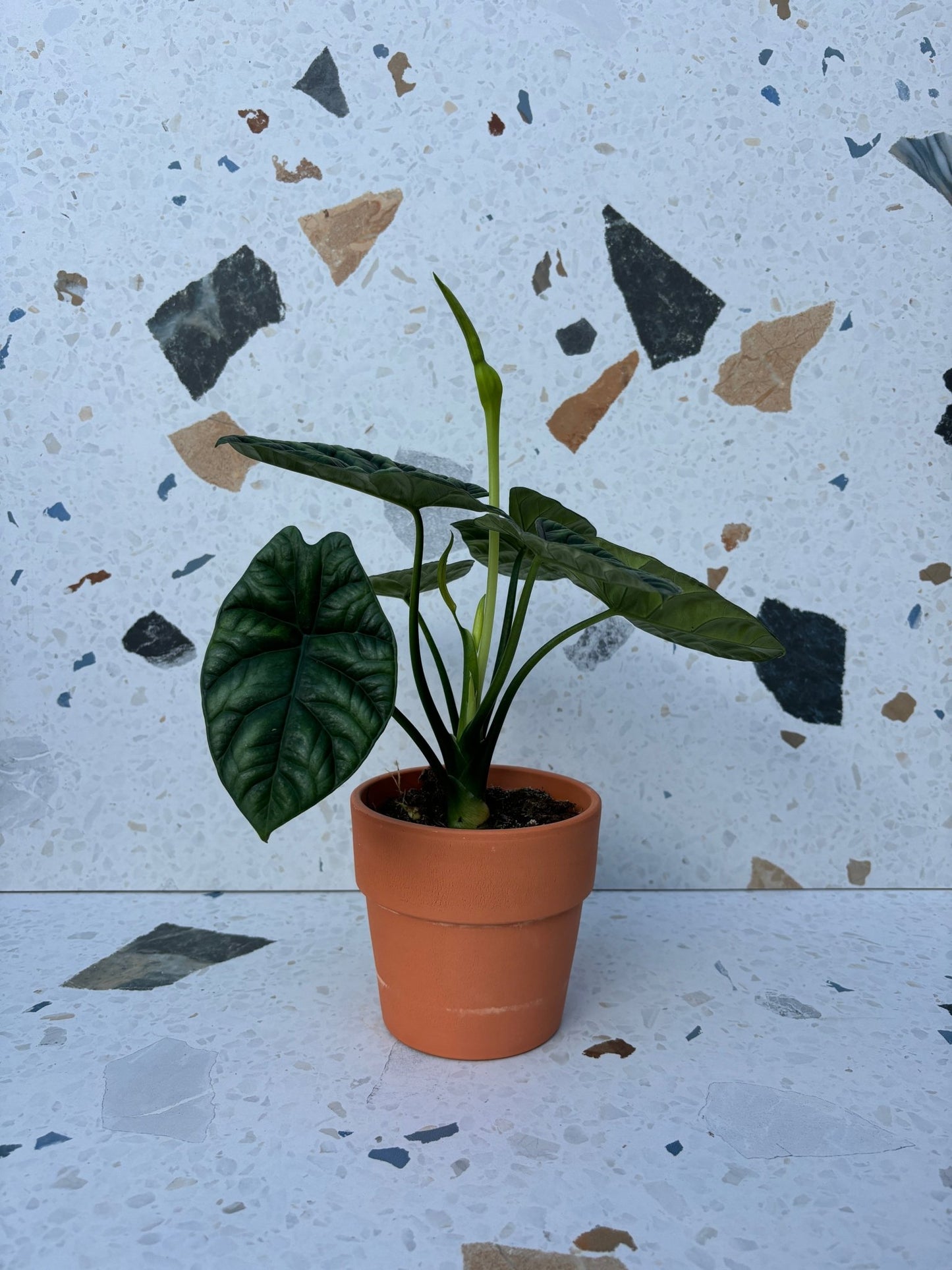 Rumpelstiltskin (Alocasia) - Alma Plantes