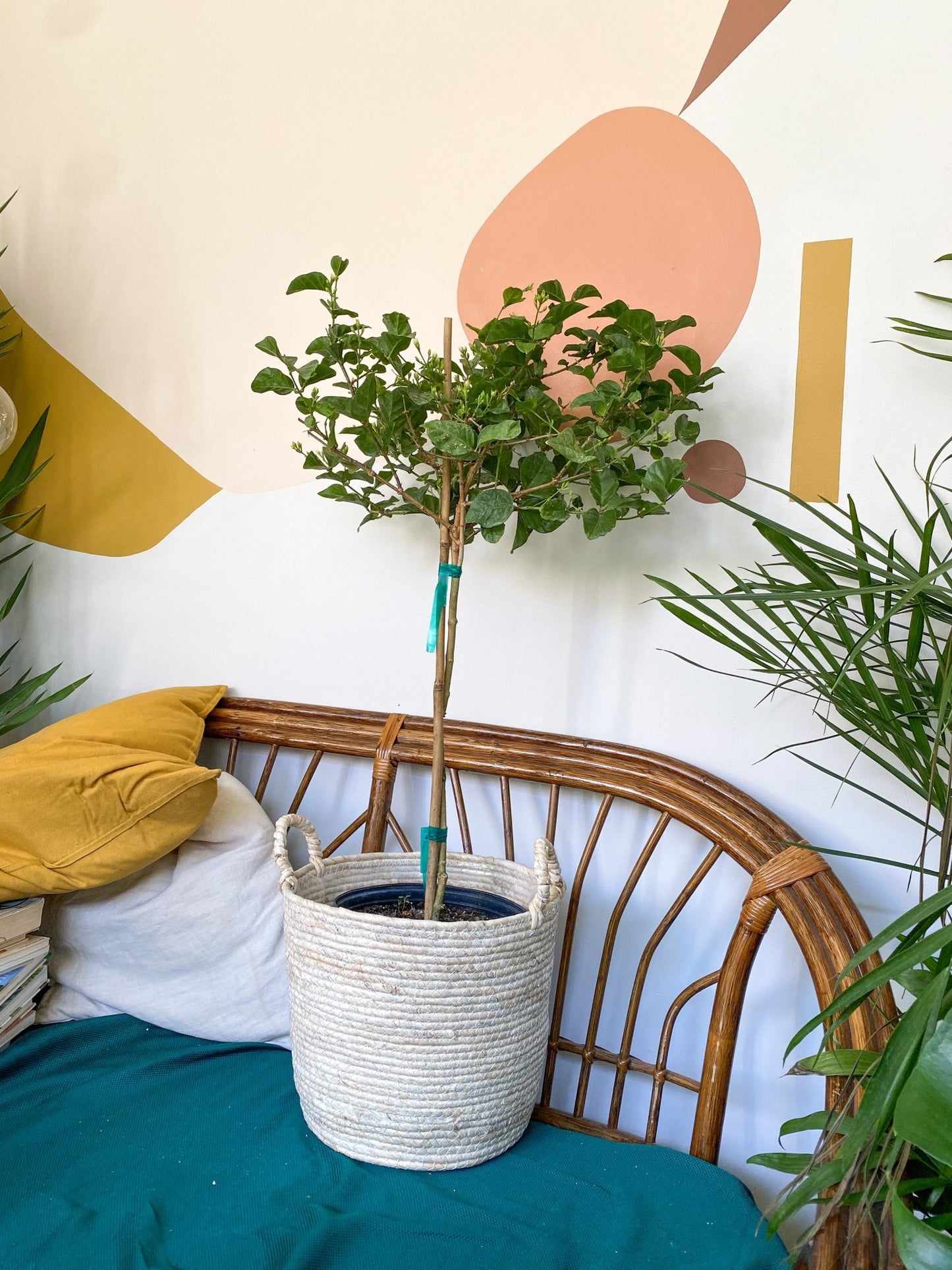 Sambac (Jasmin) - Alma Plantes