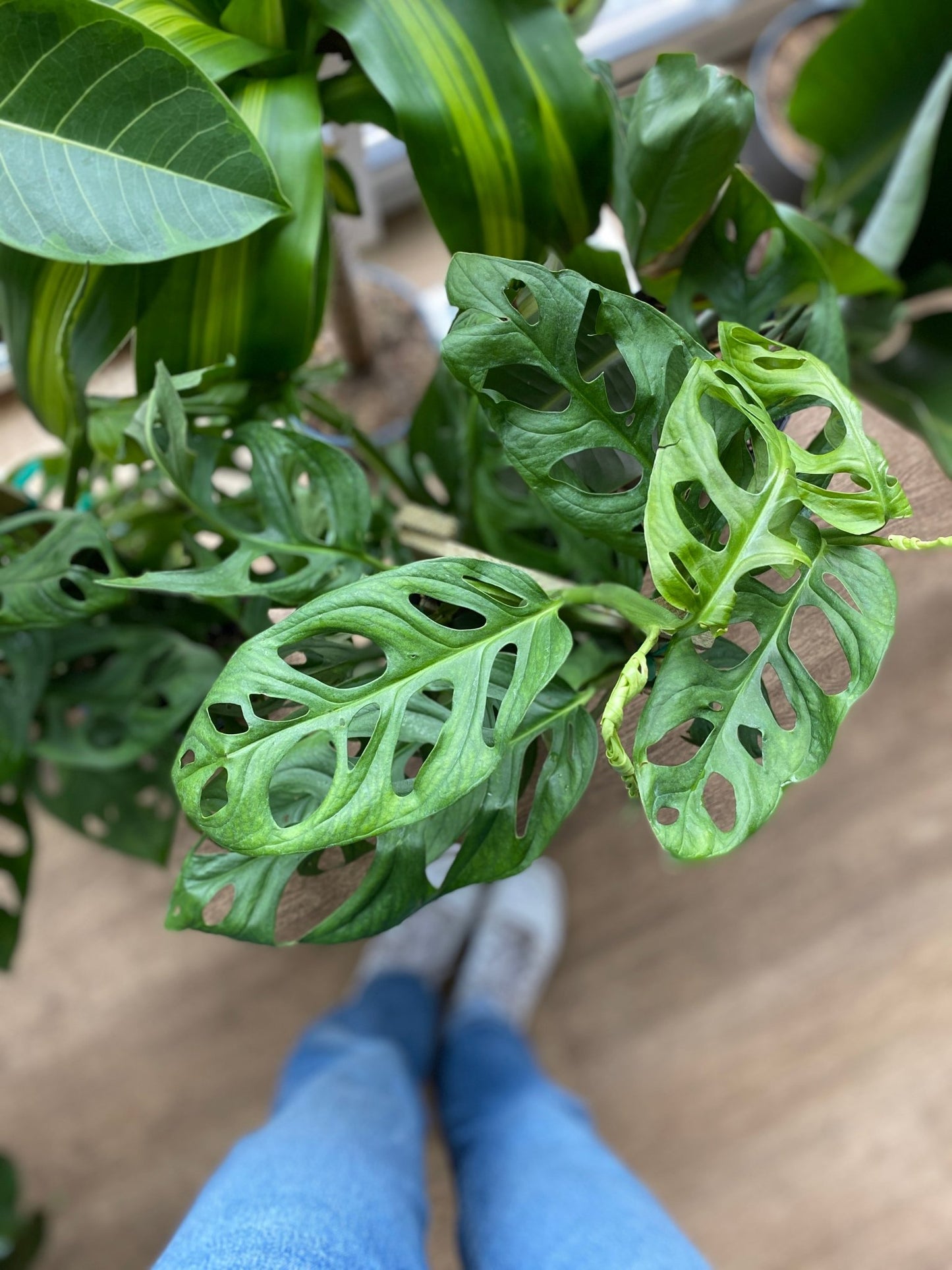 Samuel (Monstera) - Alma Plantes