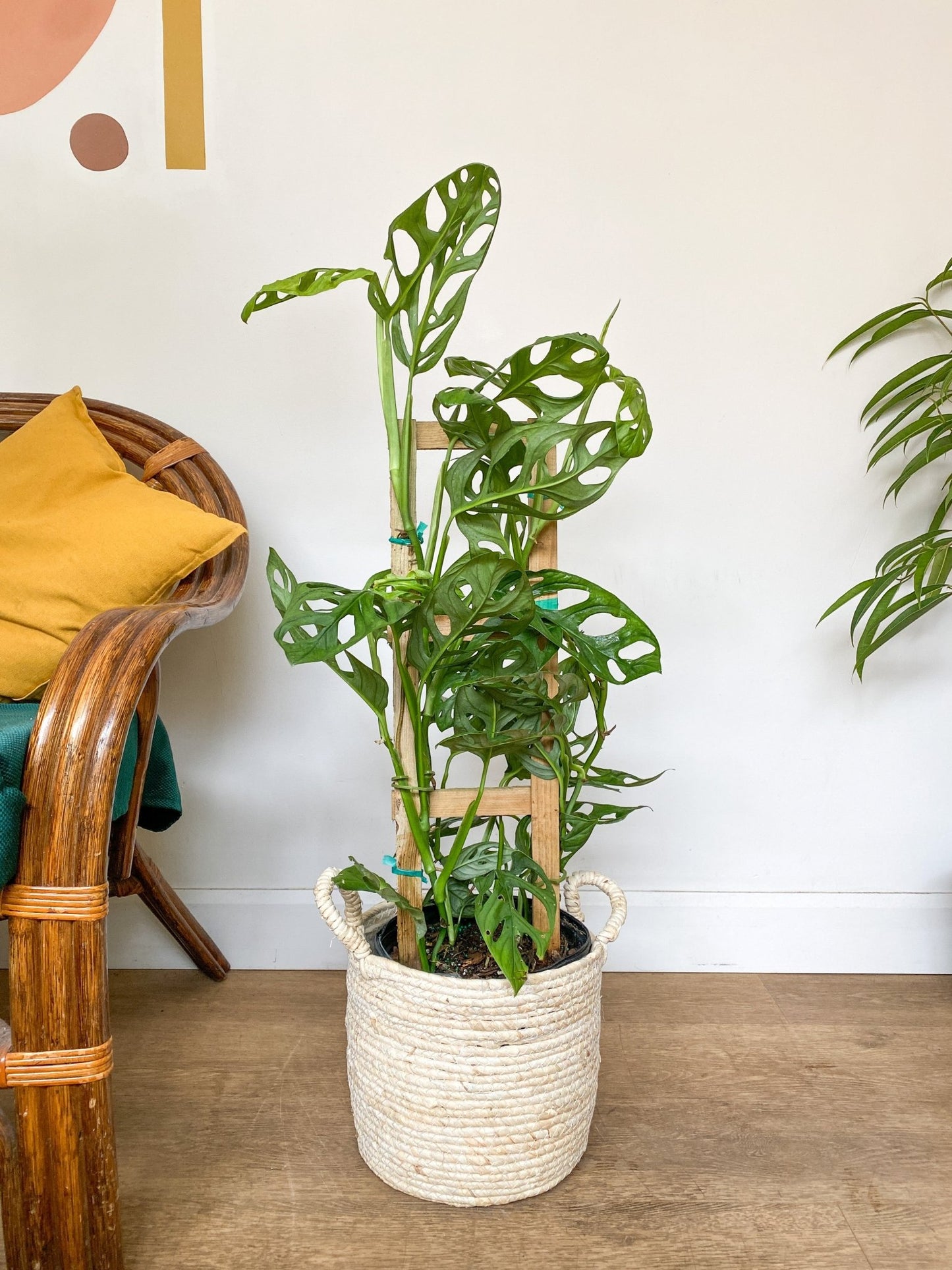 Samuel (Monstera) - Alma Plantes