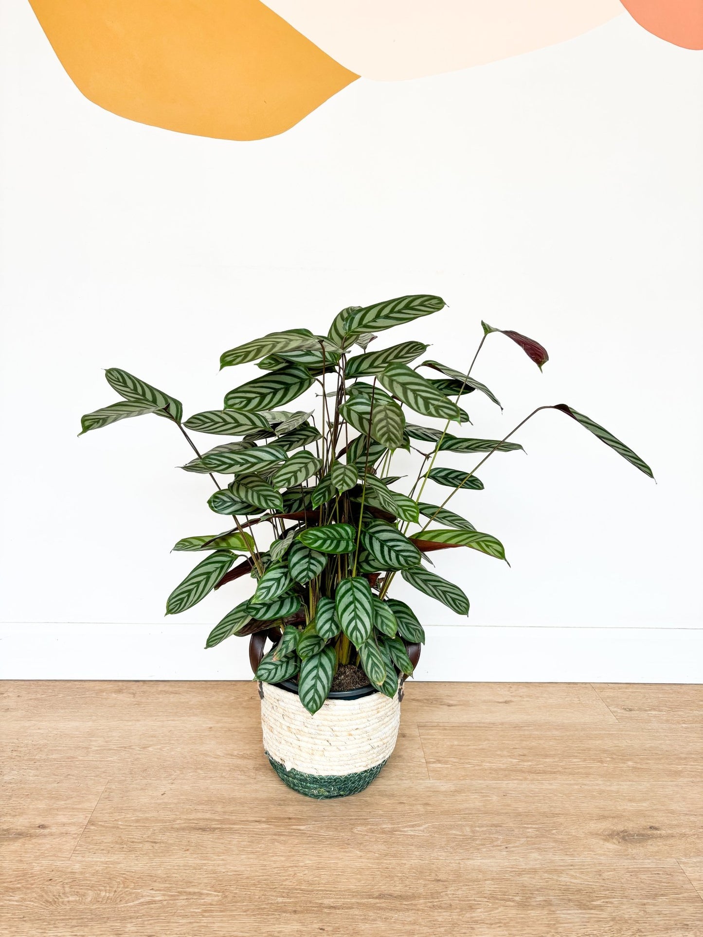 Sandy (Ctenanthe) - Alma Plantes