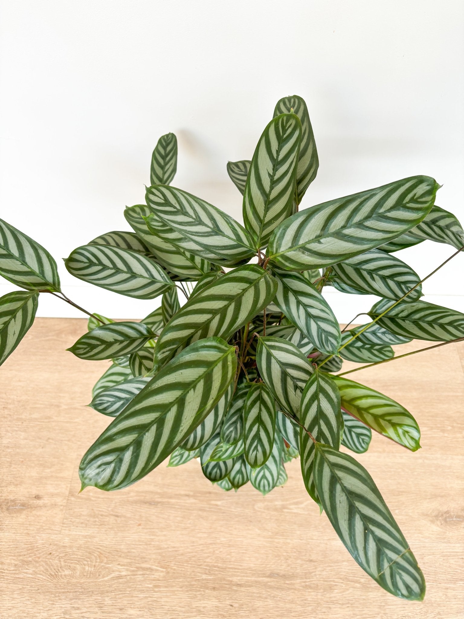 Sandy (Ctenanthe) - Alma Plantes