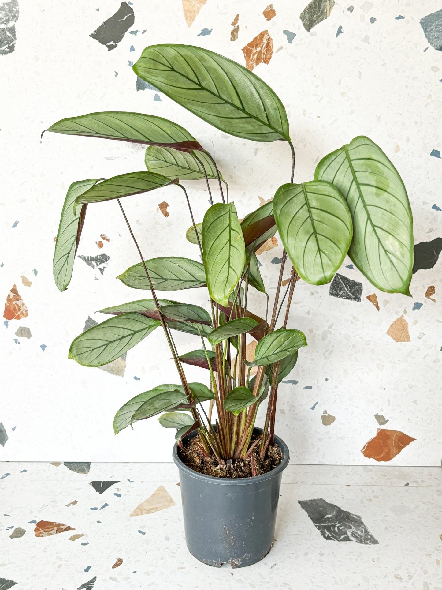 Sandy (Ctenanthe) - Alma Plantes