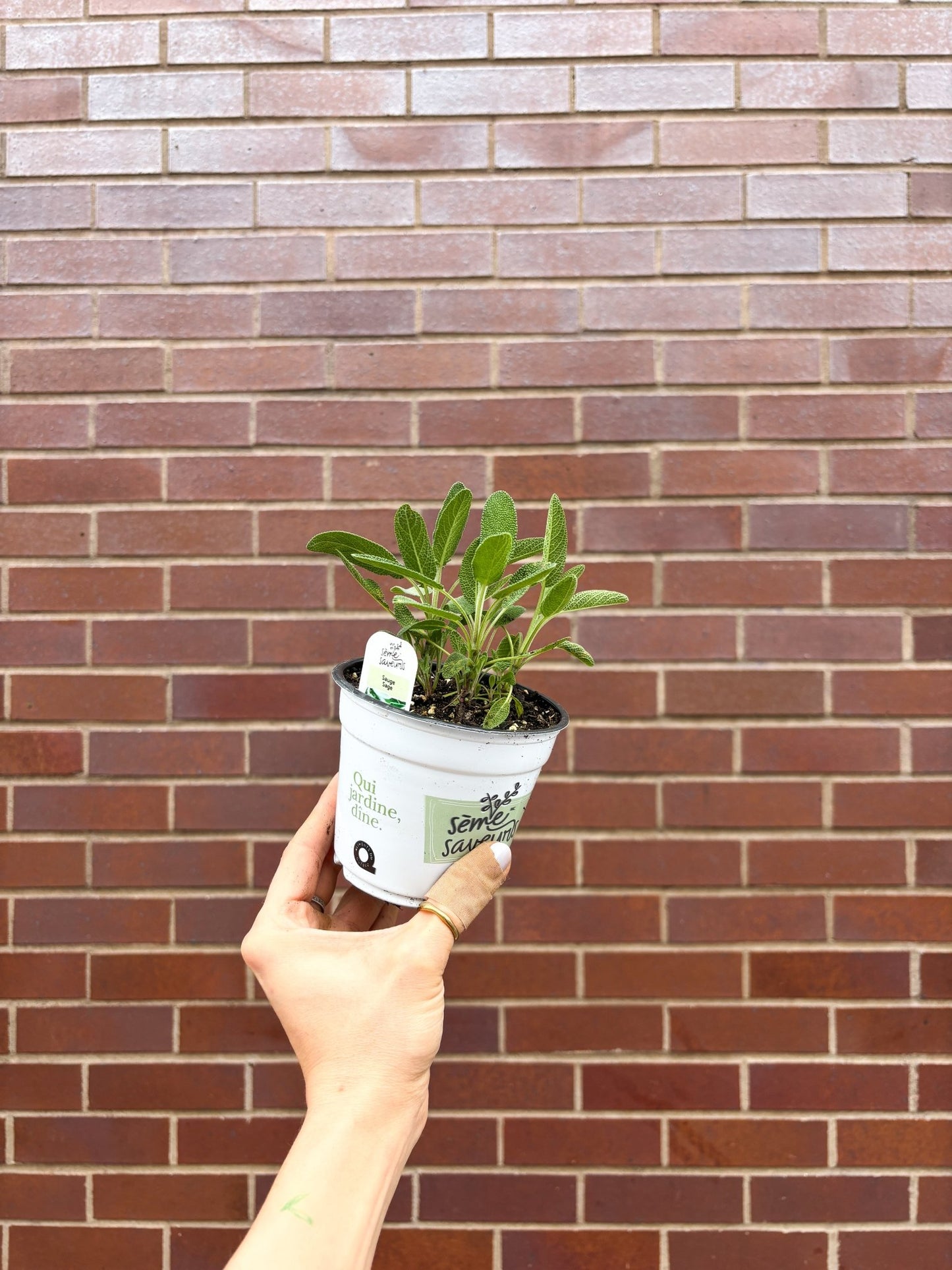 Sauge - Alma Plantes