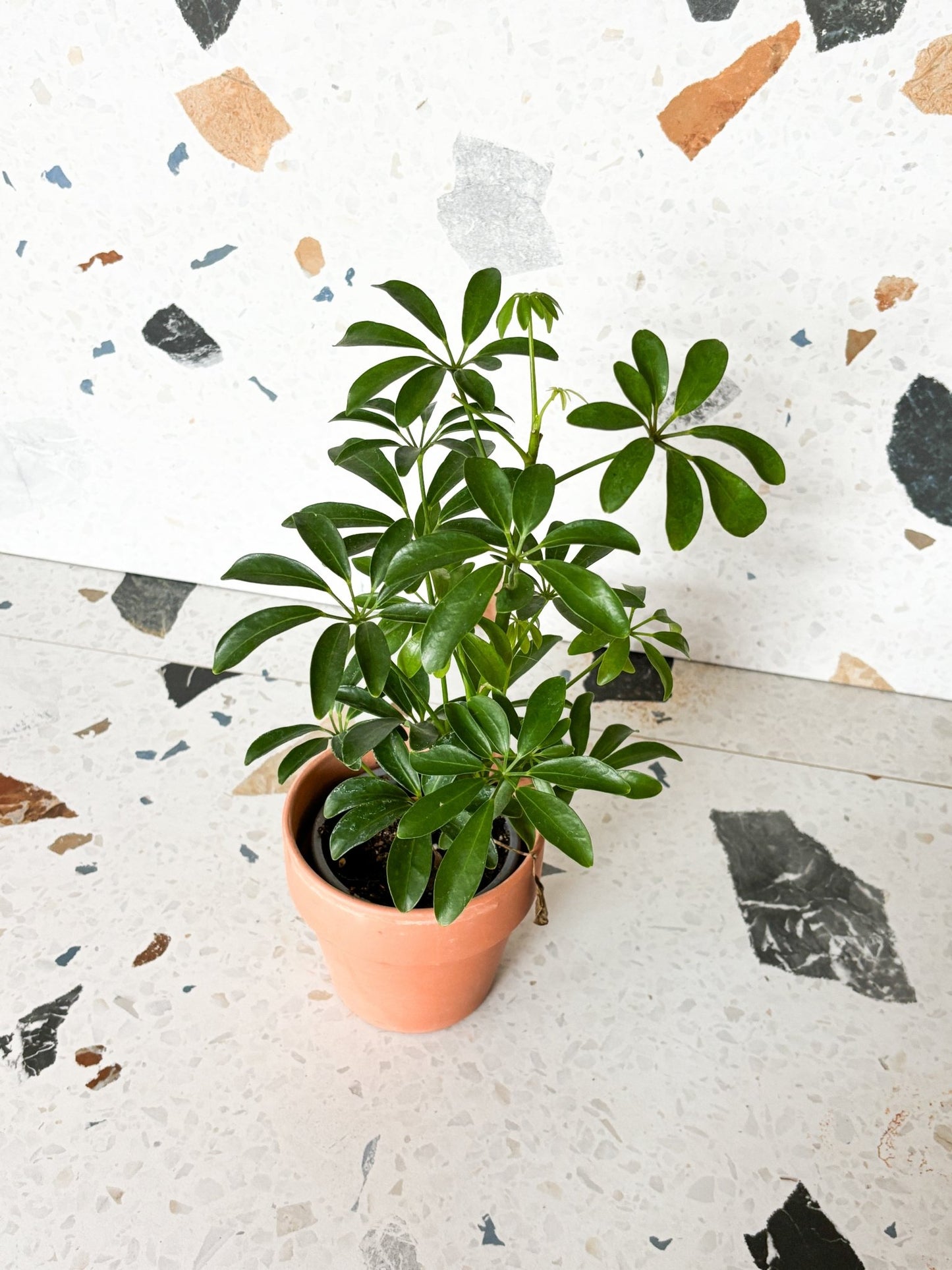 Scott (Schefflera) - Alma Plantes