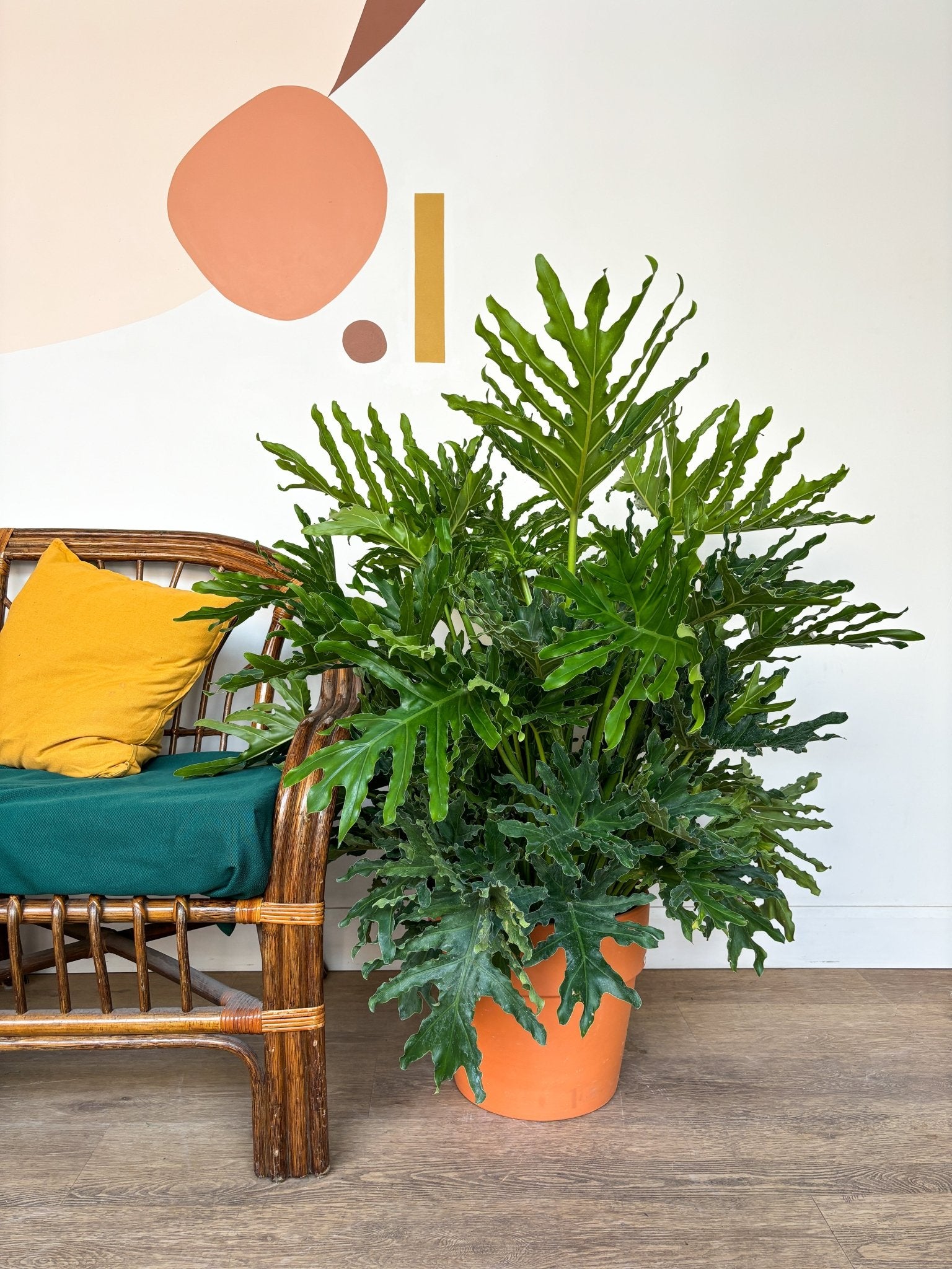 Selloum (Thaumatophyllum) - Alma Plantes