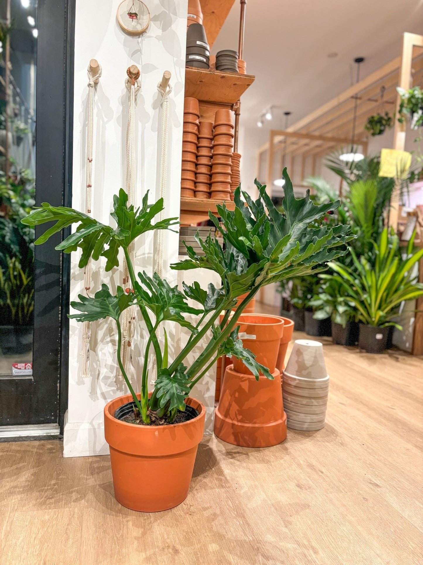 Selloum (Thaumatophyllum) - Alma Plantes