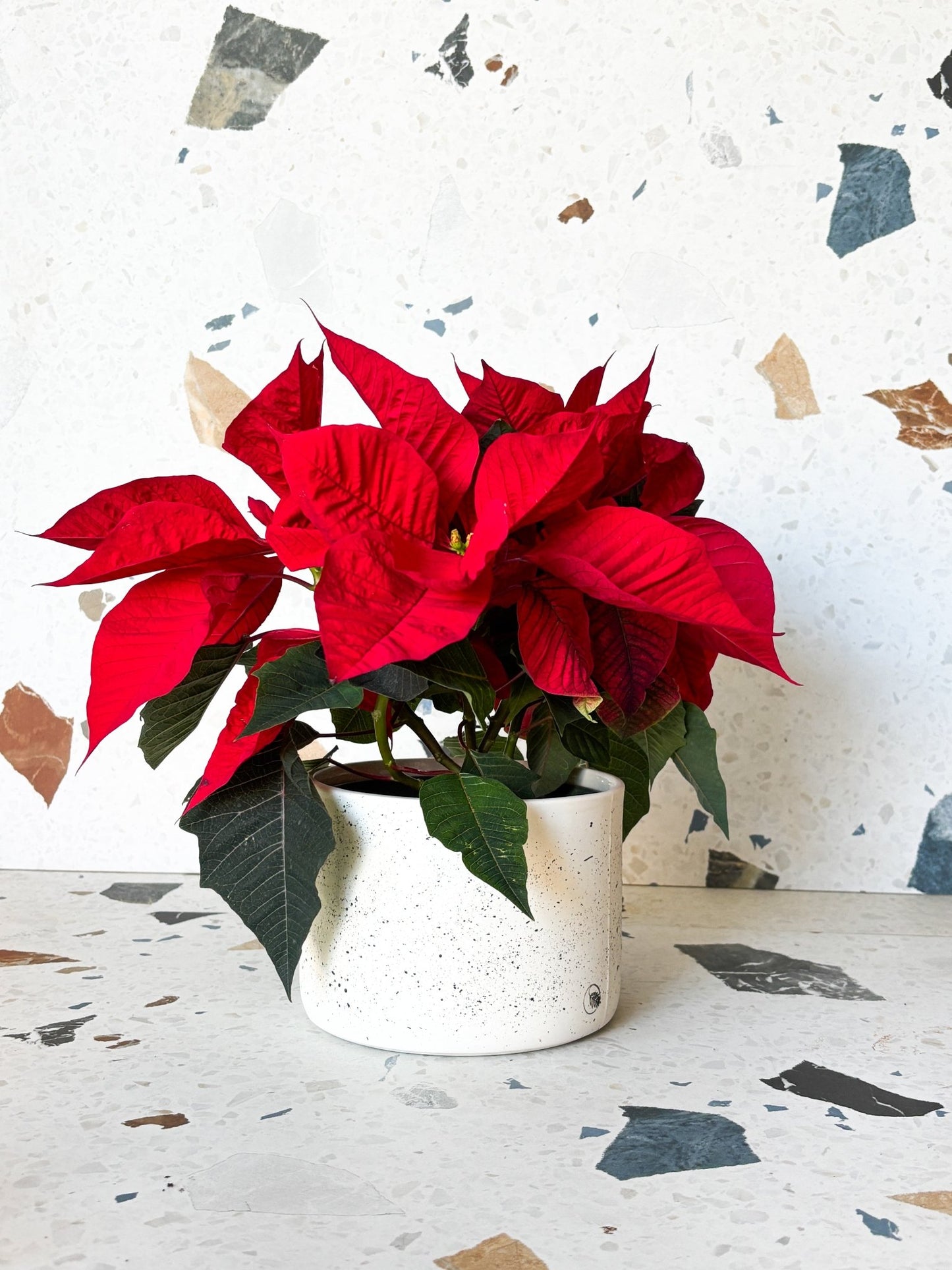 Settia (Poinsettia) - Alma Plantes