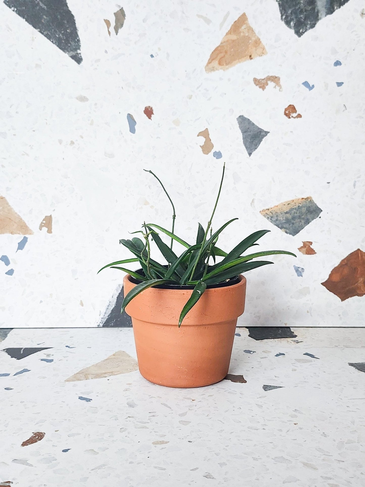 Sheperd (Hoya) - Alma Plantes