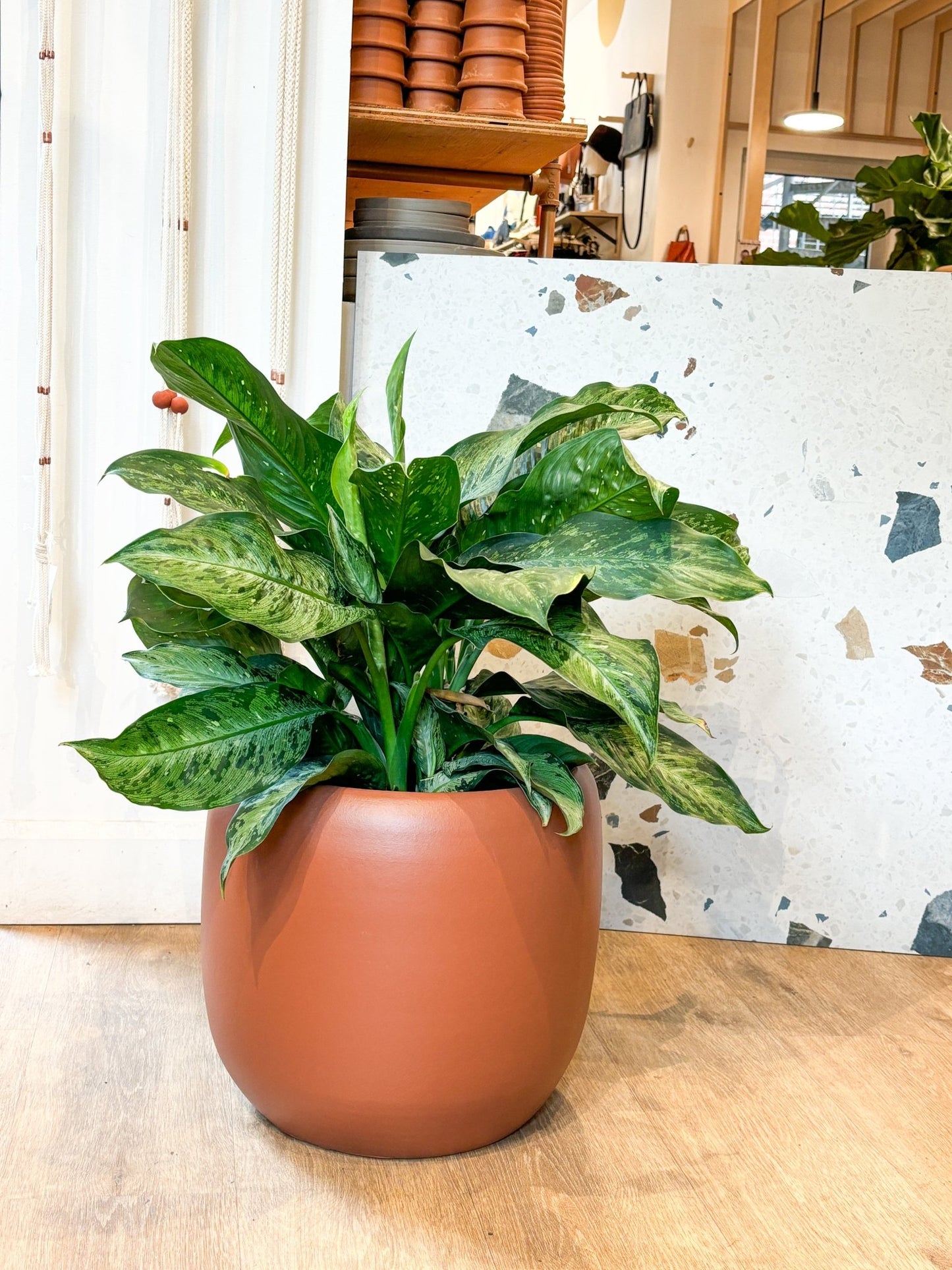 Snow White (Dieffenbachia) - Alma Plantes