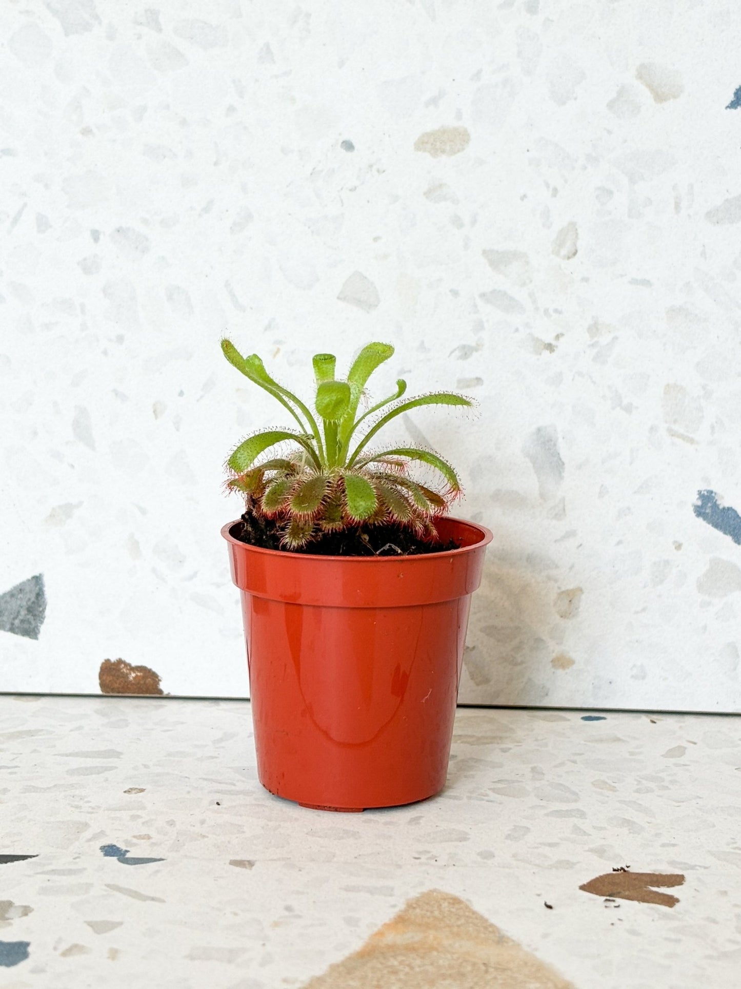 Sundew (Drosera) * plante carnivore - Alma Plantes