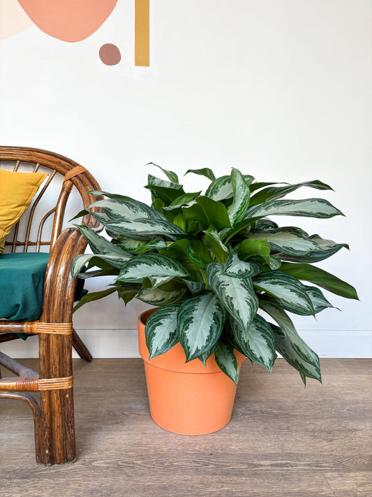 Sylvie (Aglaonema) - Alma Plantes