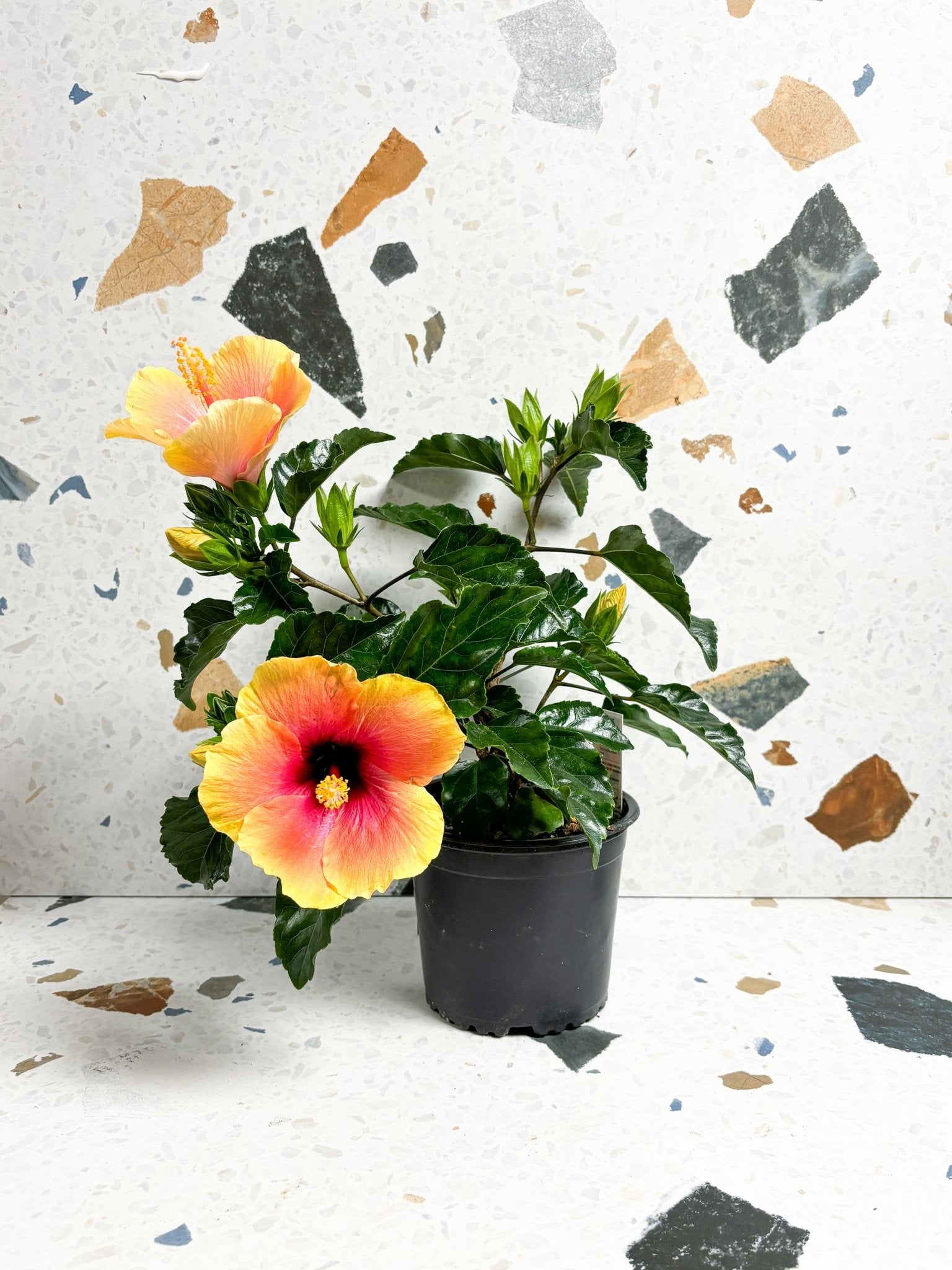 Tangerine (Hibiscus) - Alma Plantes