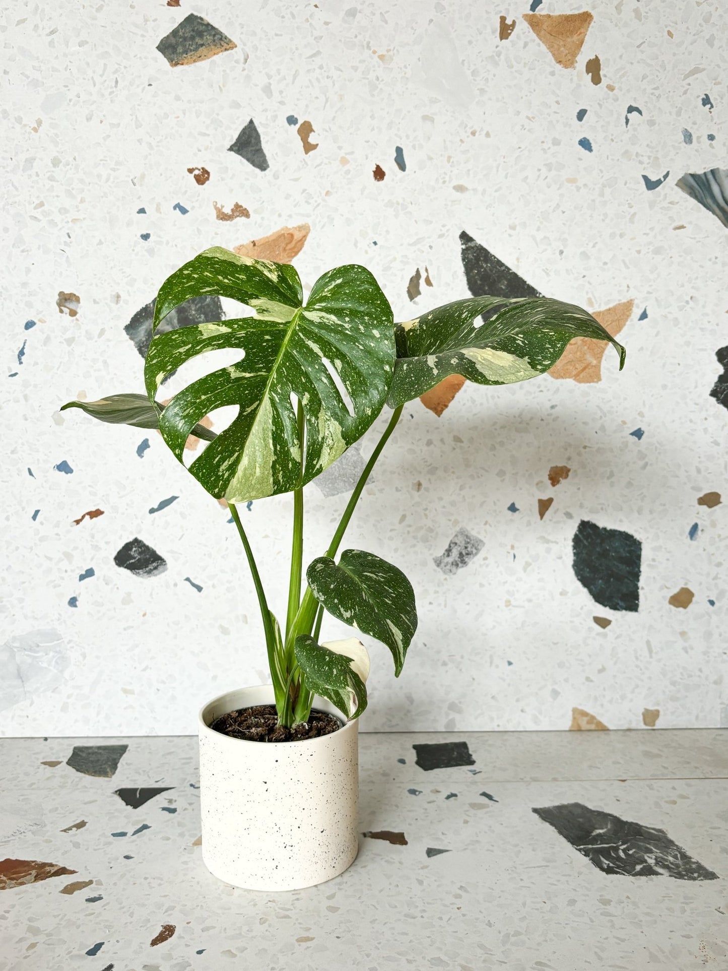 Thai (Monstera) - Alma Plantes