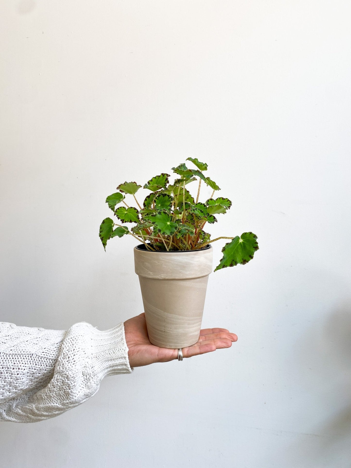 Tigre (Begonia) - Alma Plantes