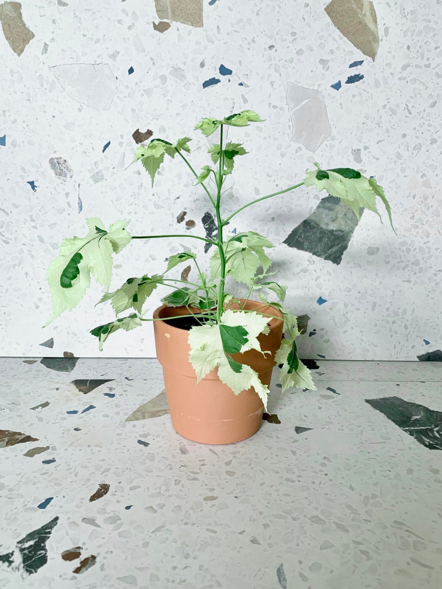 Tila (Abutillon) - Alma Plantes