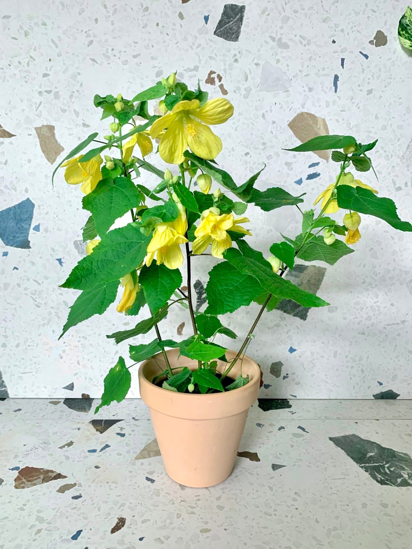 Tila (Abutillon) - Alma Plantes