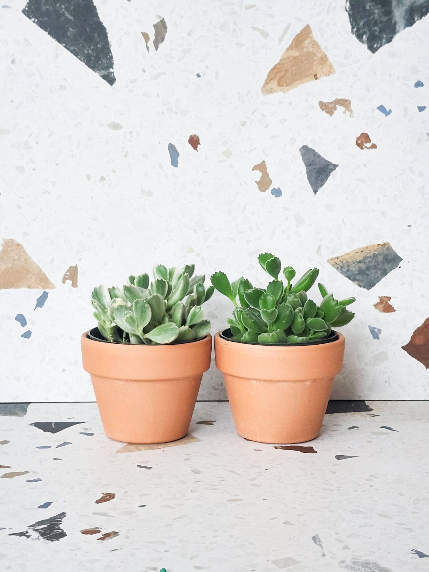 Tomento (Cotyledon) - Alma Plantes