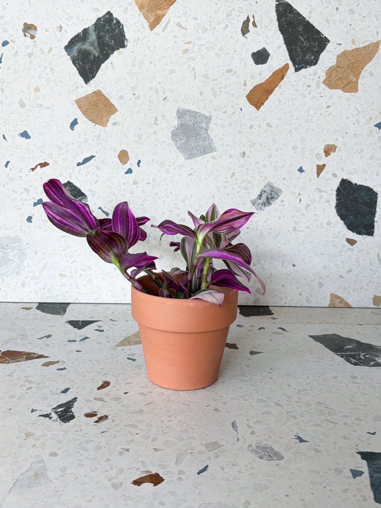 Tracy (Tradescantia) - Alma Plantes