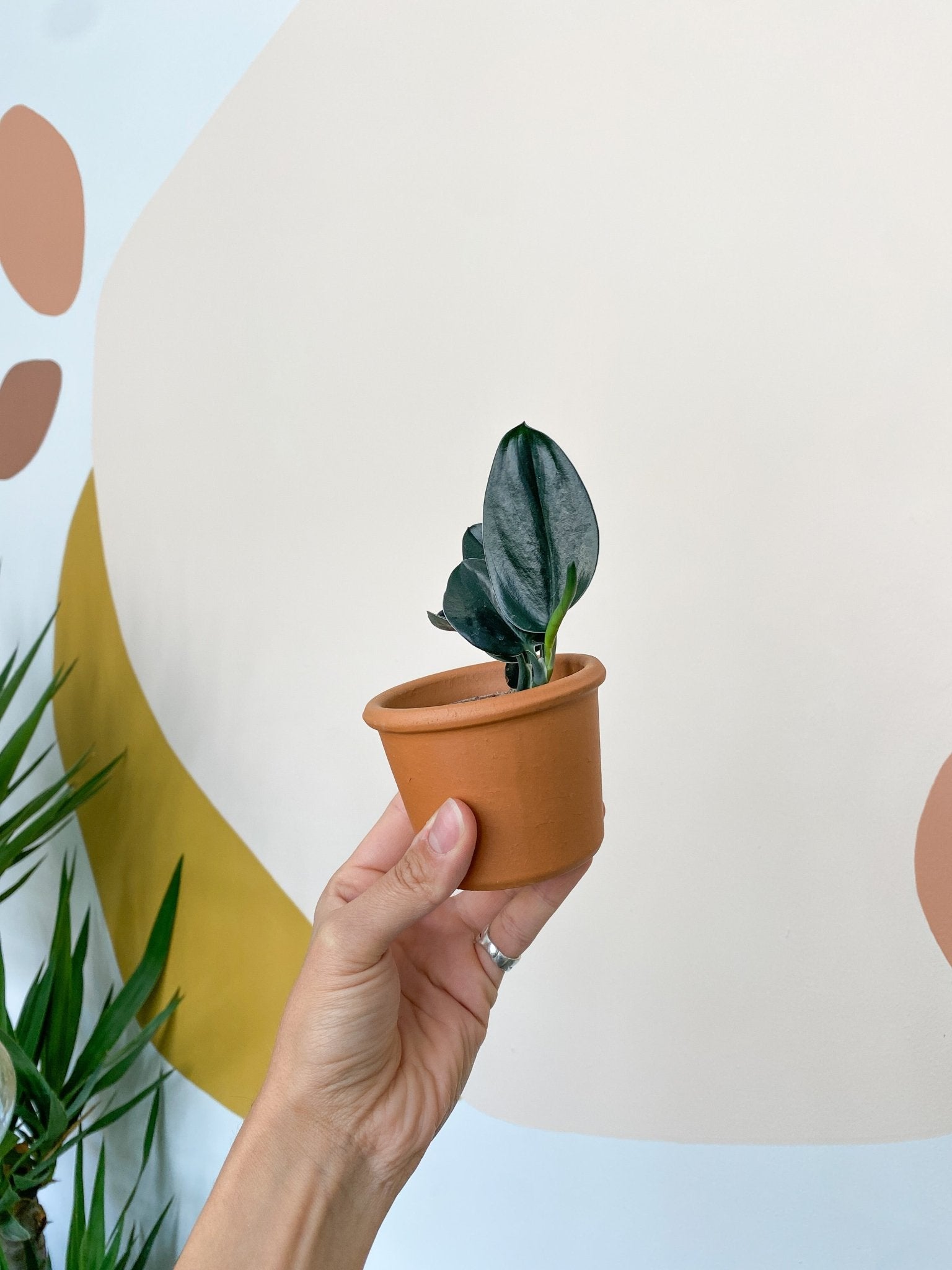 Trevor (Scindapsus) - Alma Plantes