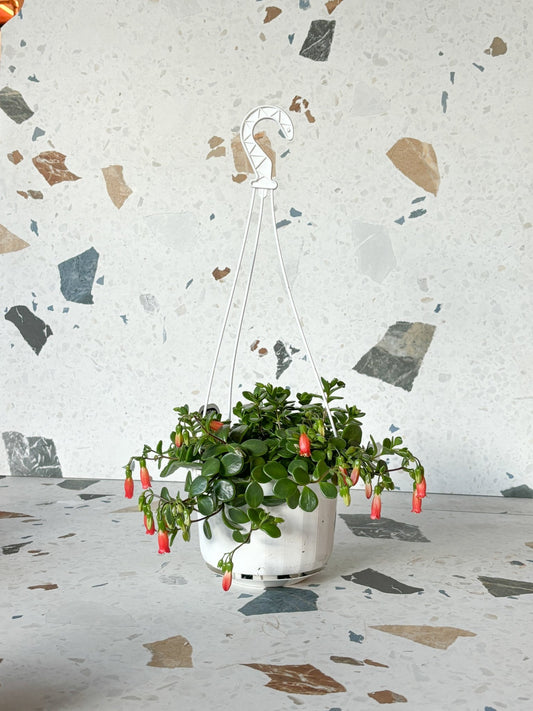 Uniflora (Kalanchoe) - Alma Plantes