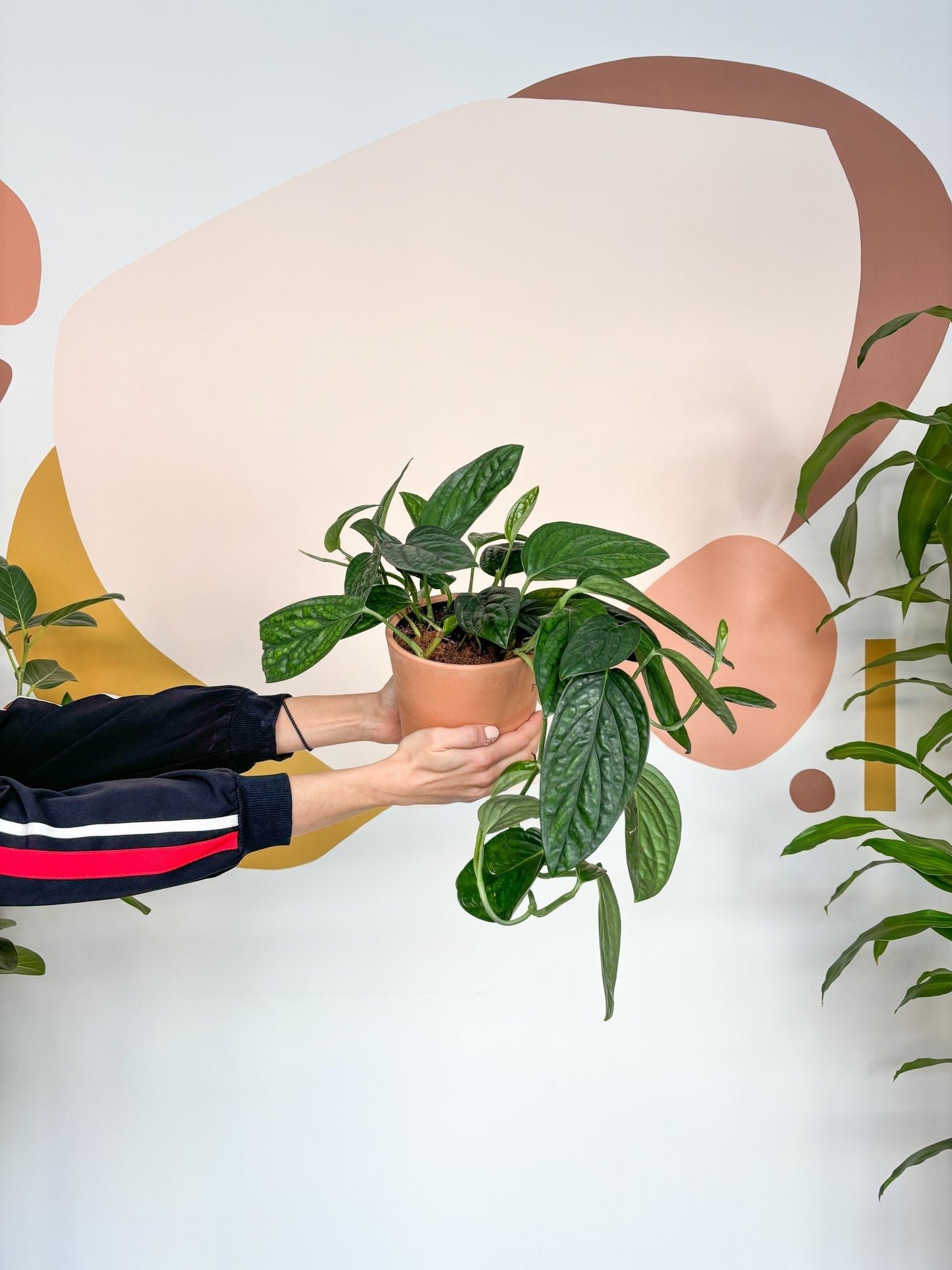 Vladimir (Monstera) - Alma Plantes